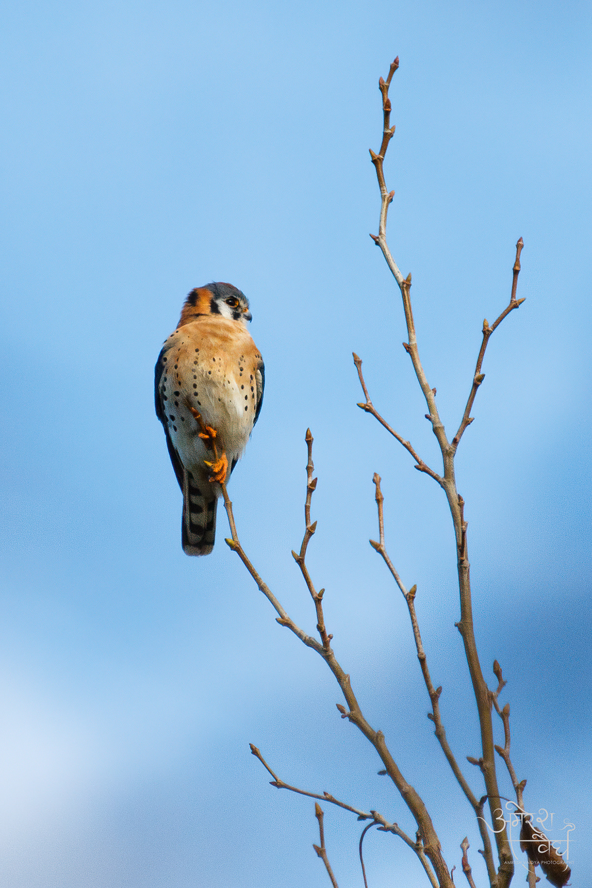 American Kestrel 