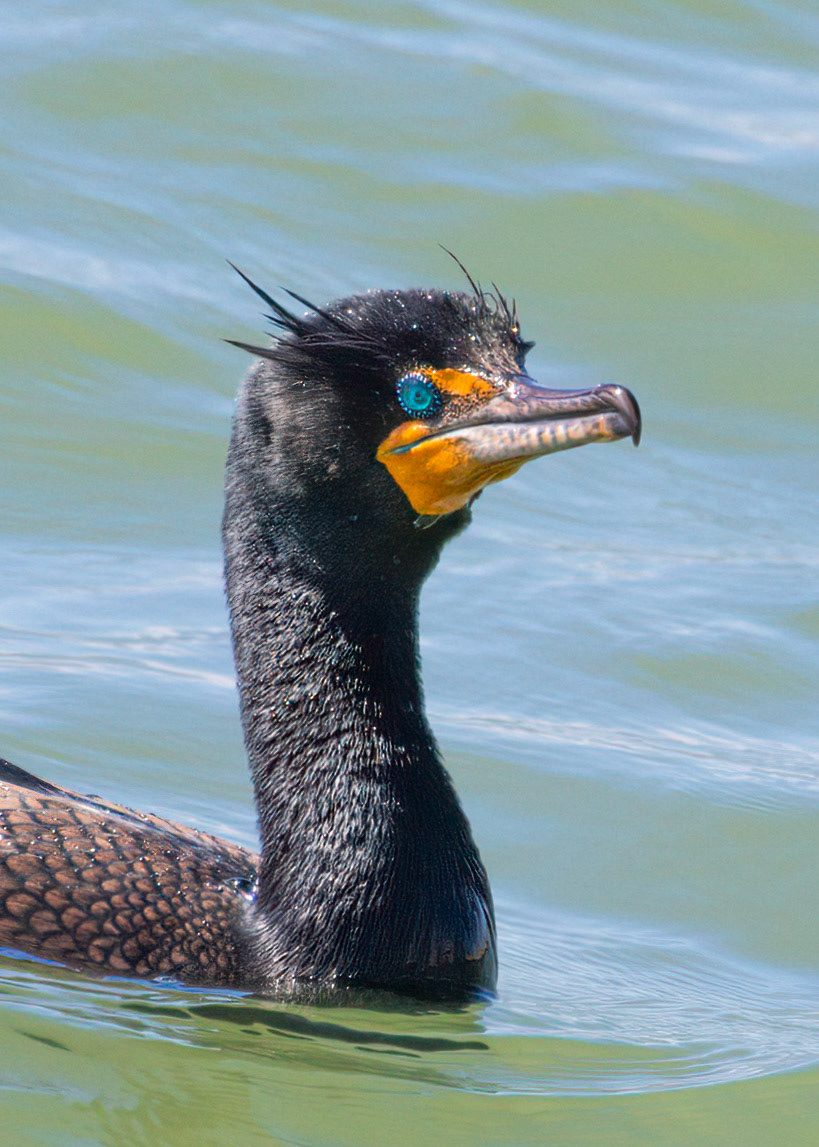 Double Crested Cormorant