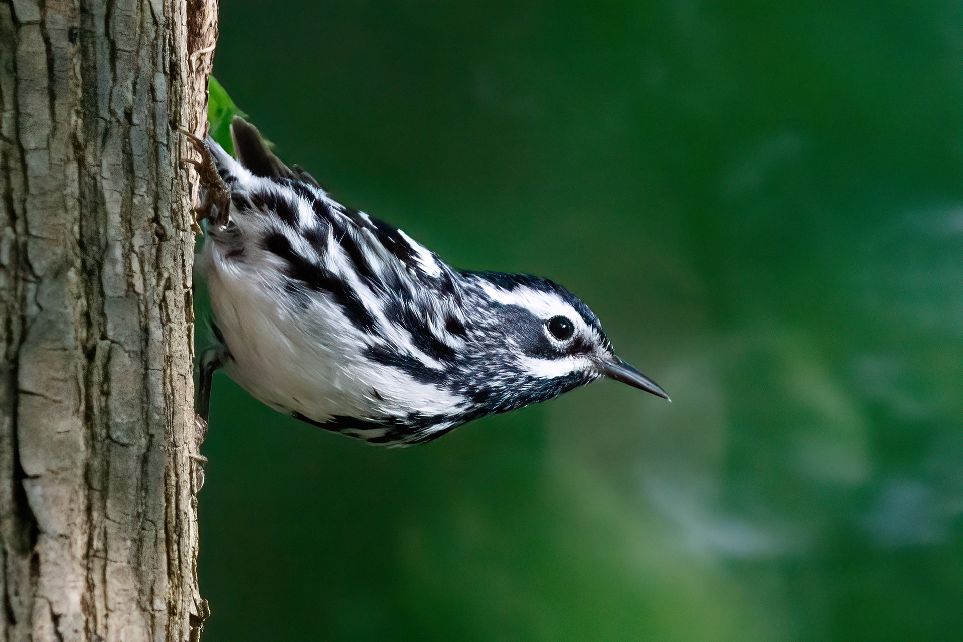 Black and White Warbler
