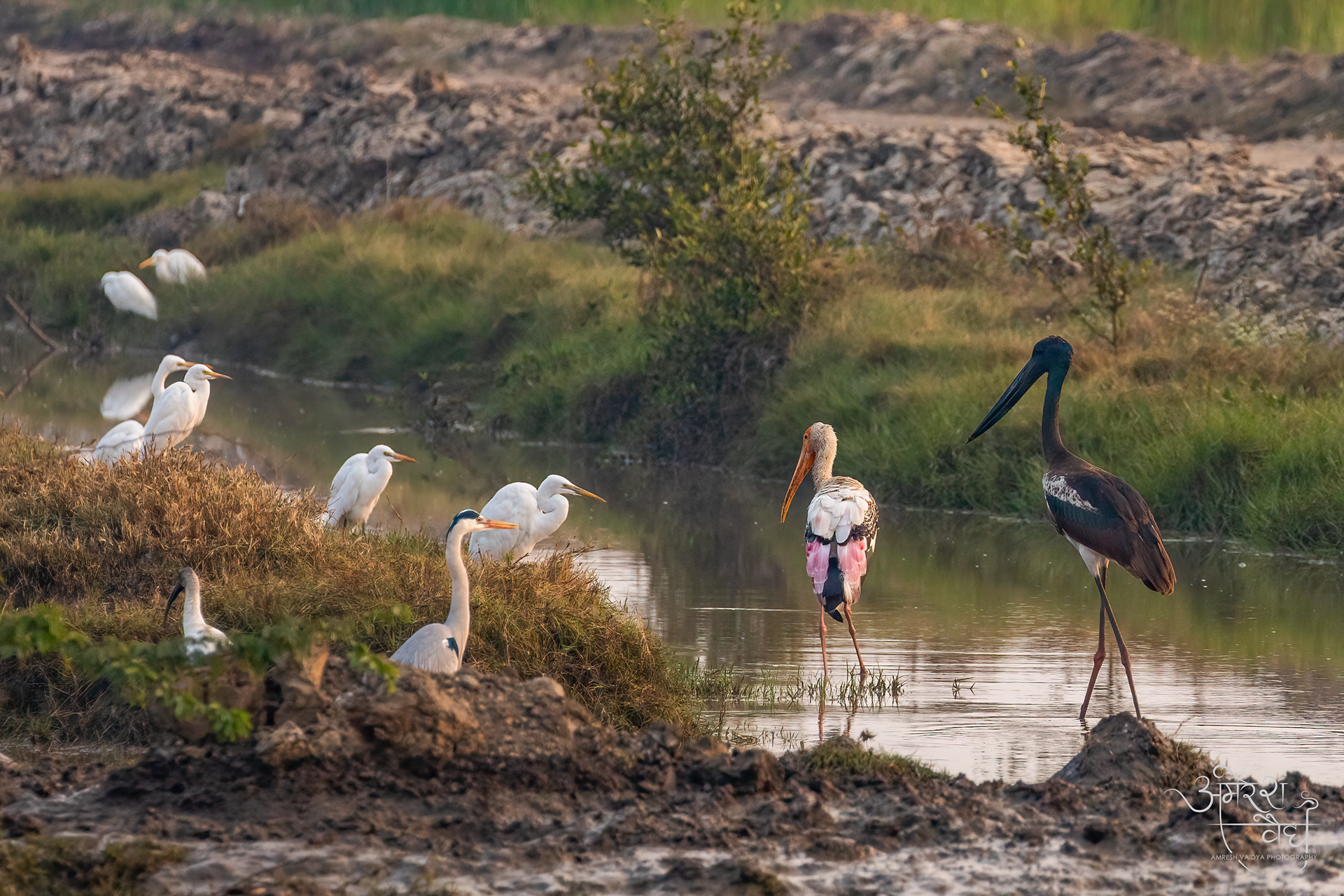Marsh Birds, India