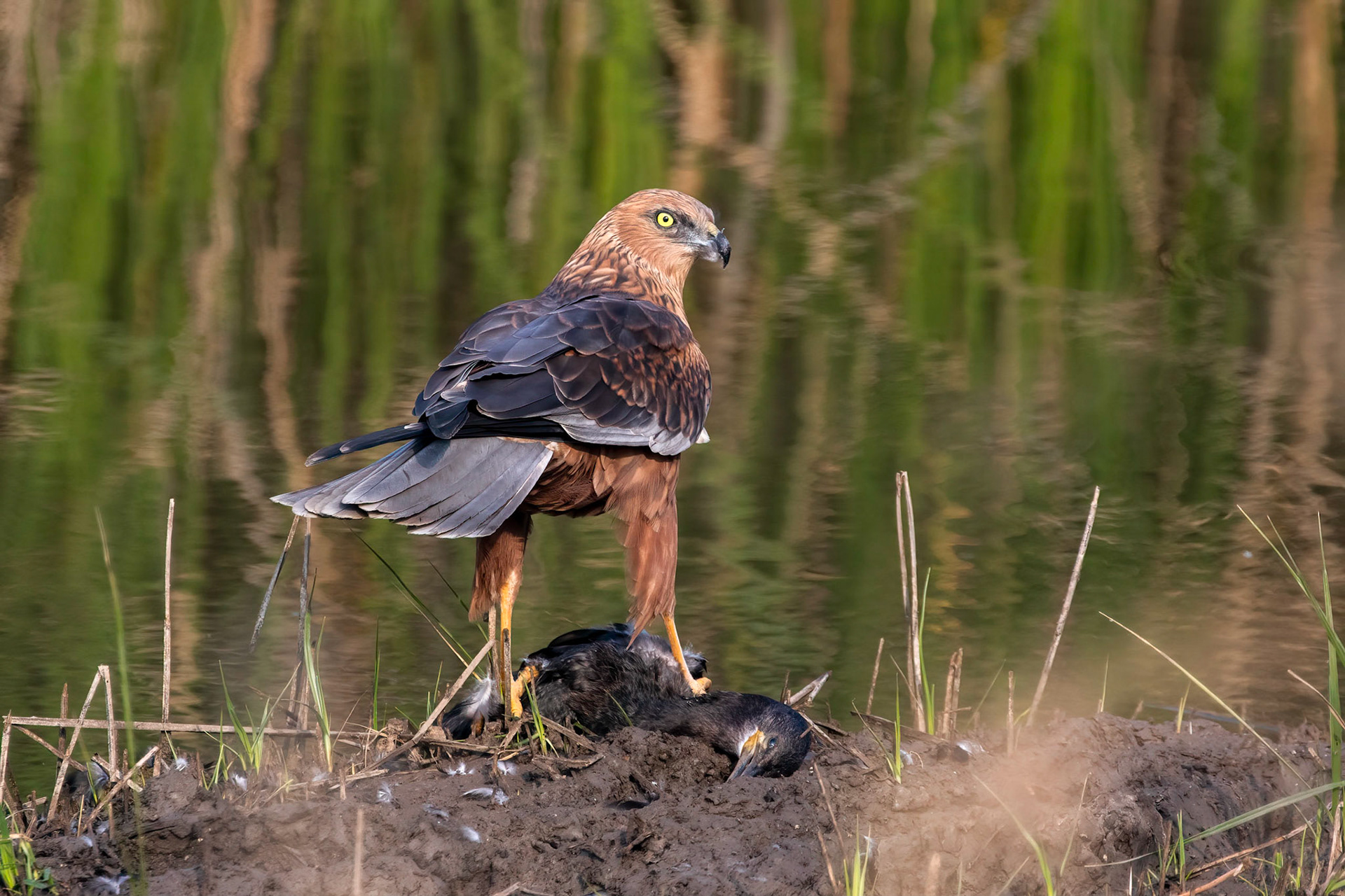 Marsh Harrier with the kill (Cormorant)