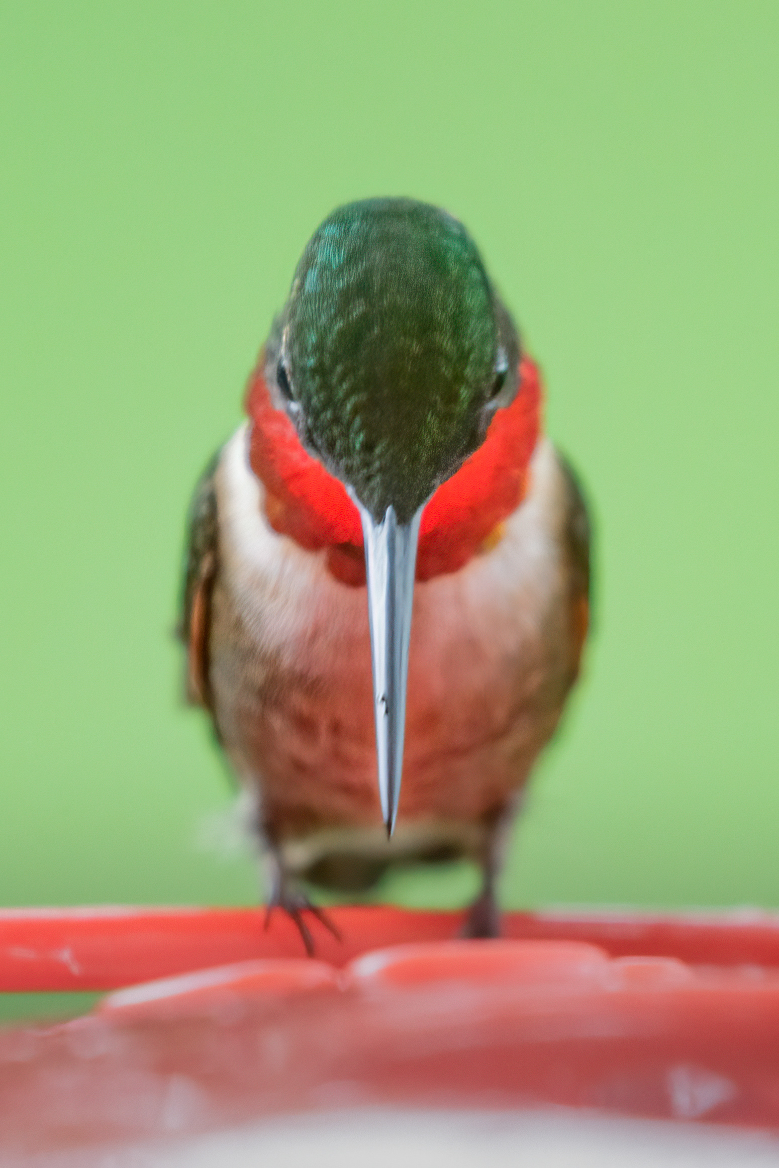Ruby-throated Hummingbird