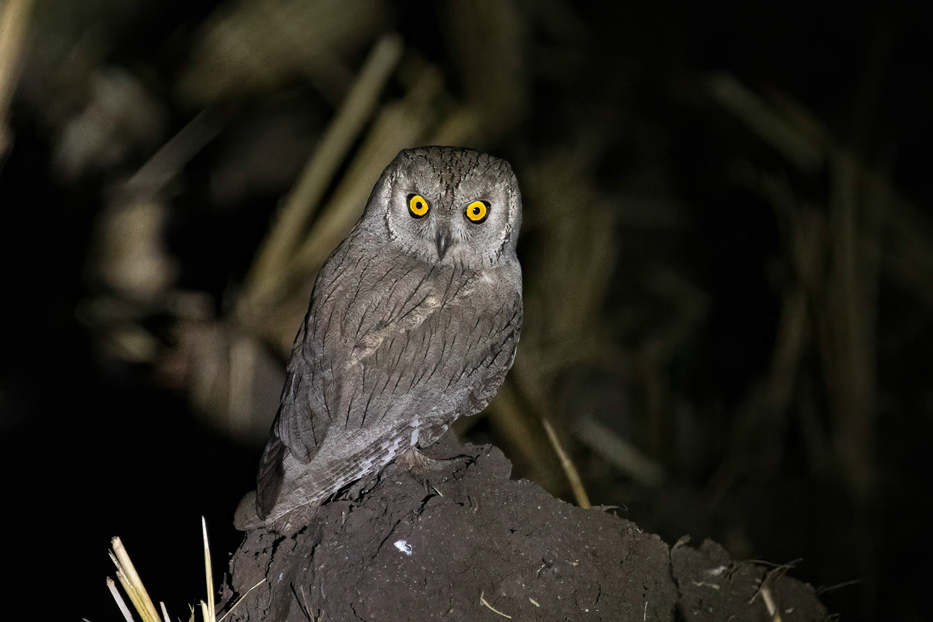 Pallid Scops-Owl