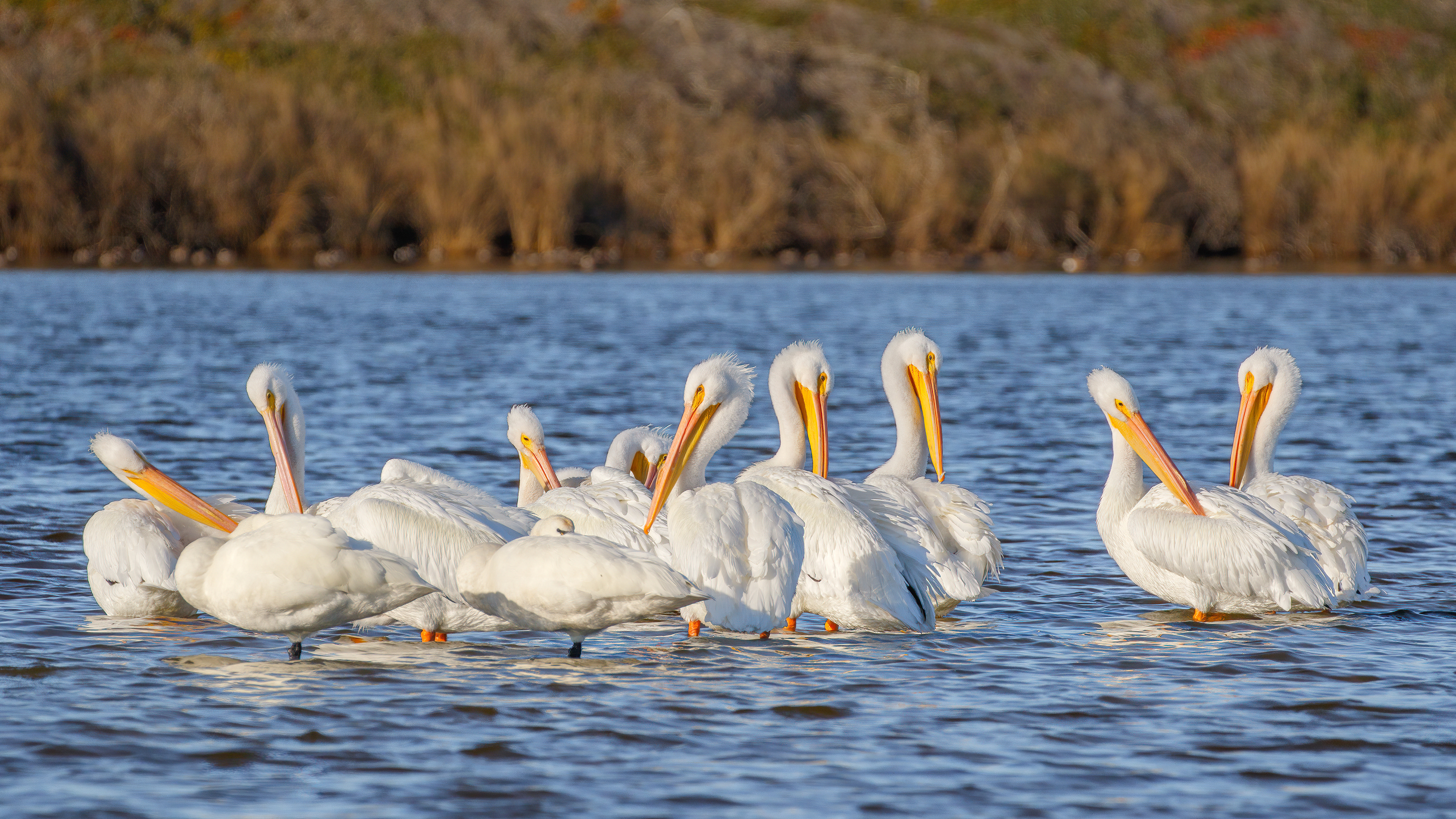 American White Pelicans