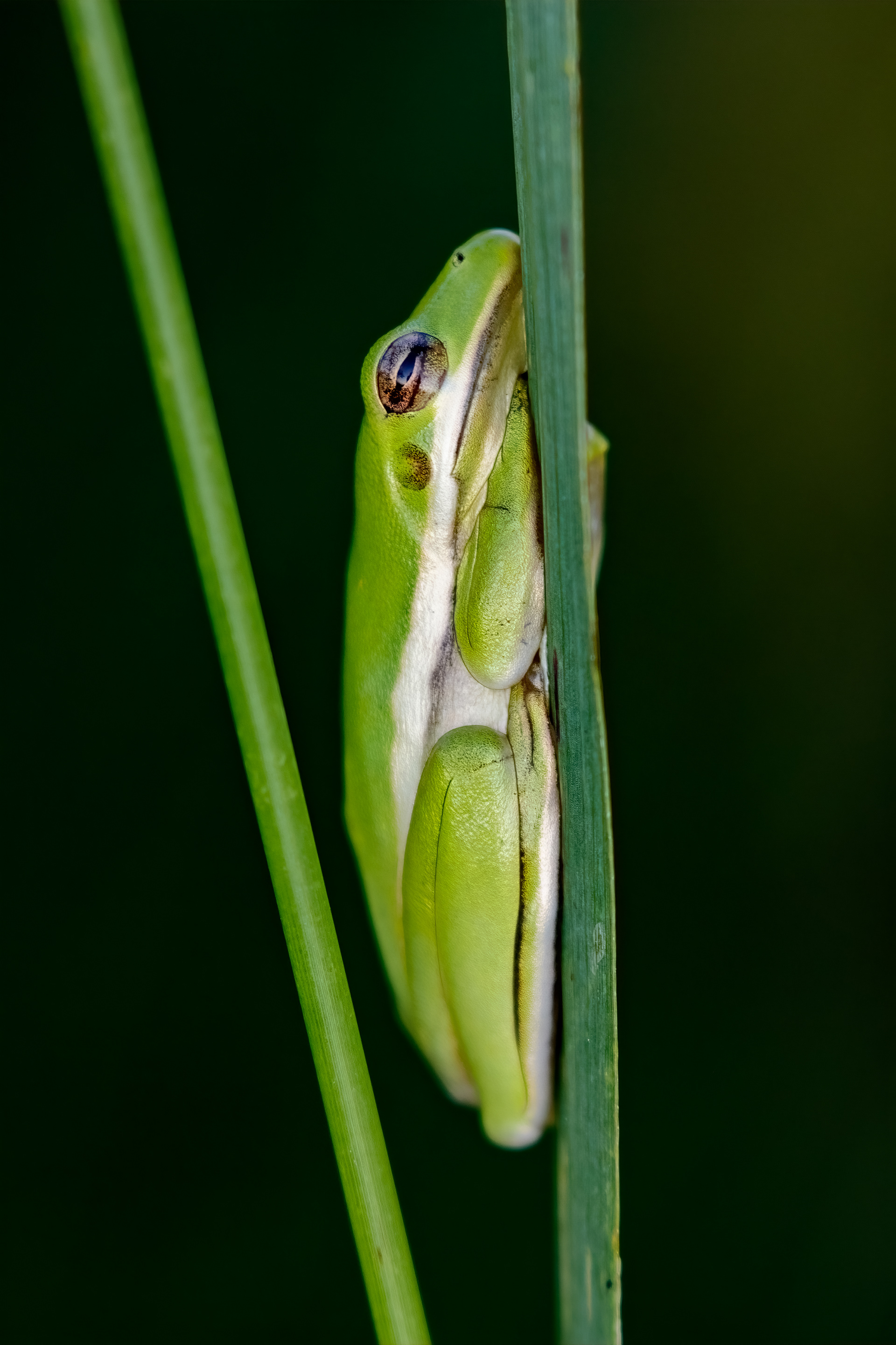 Tree Frog