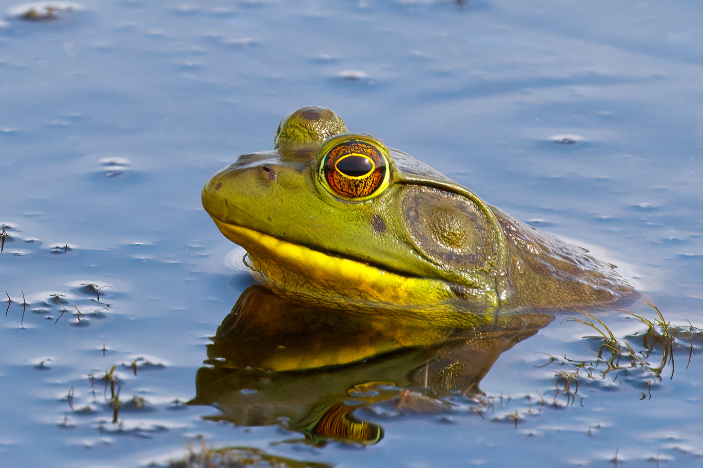 Bullfrog