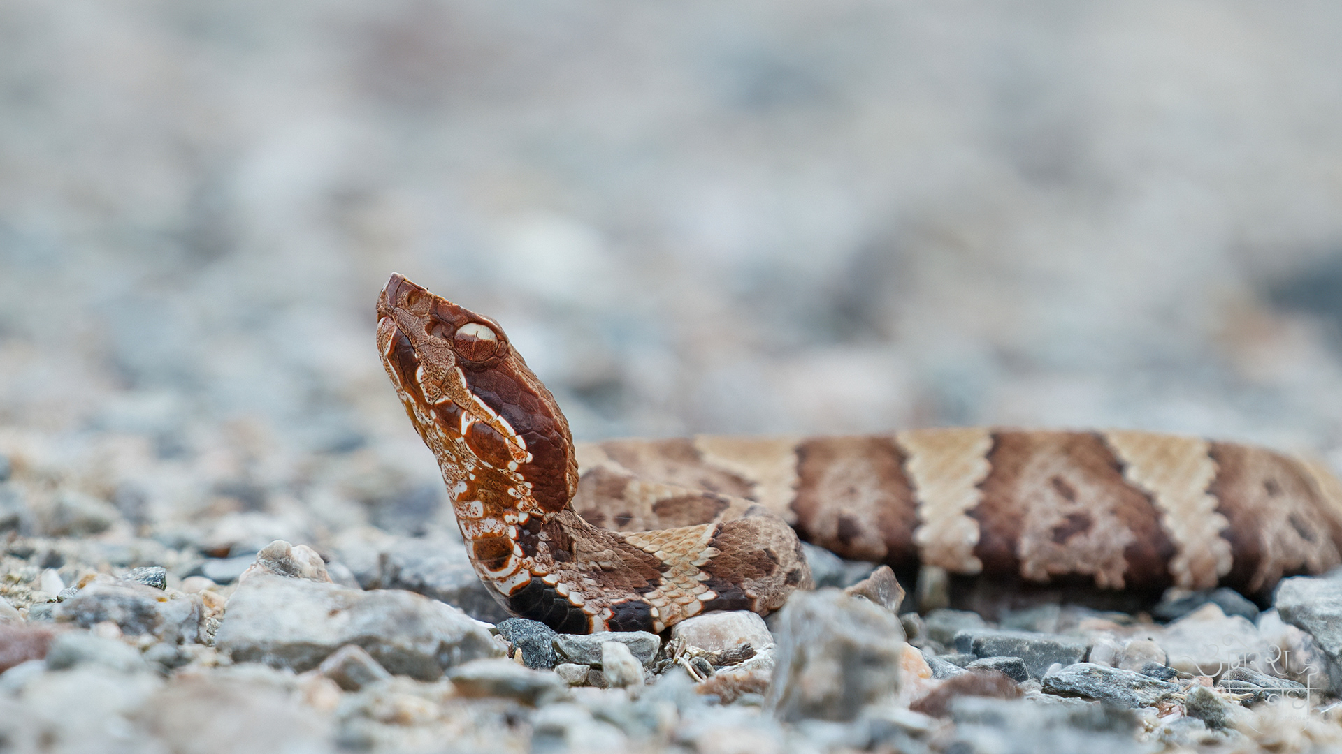 Baby Cottonmouth