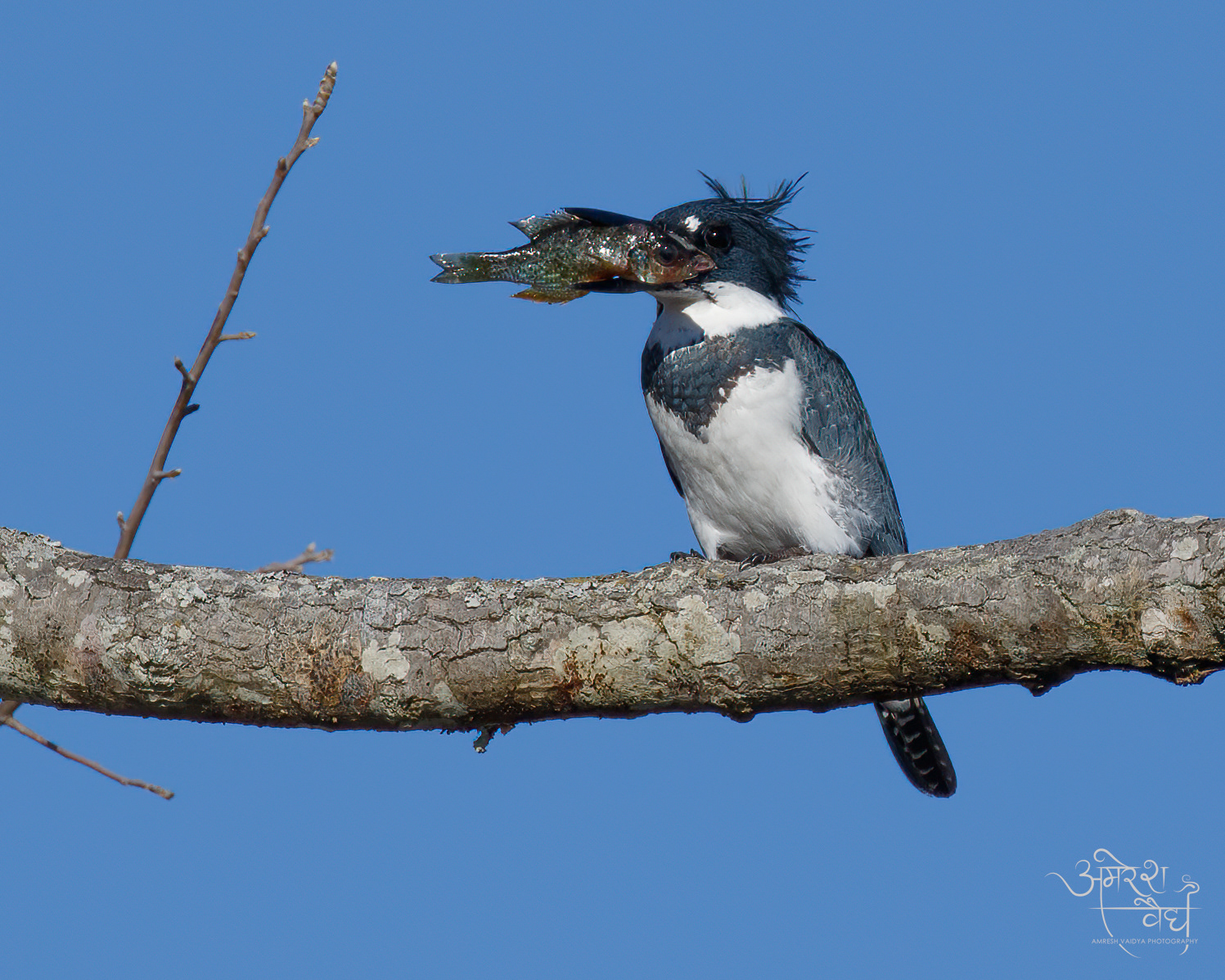 Belted Kingfisher