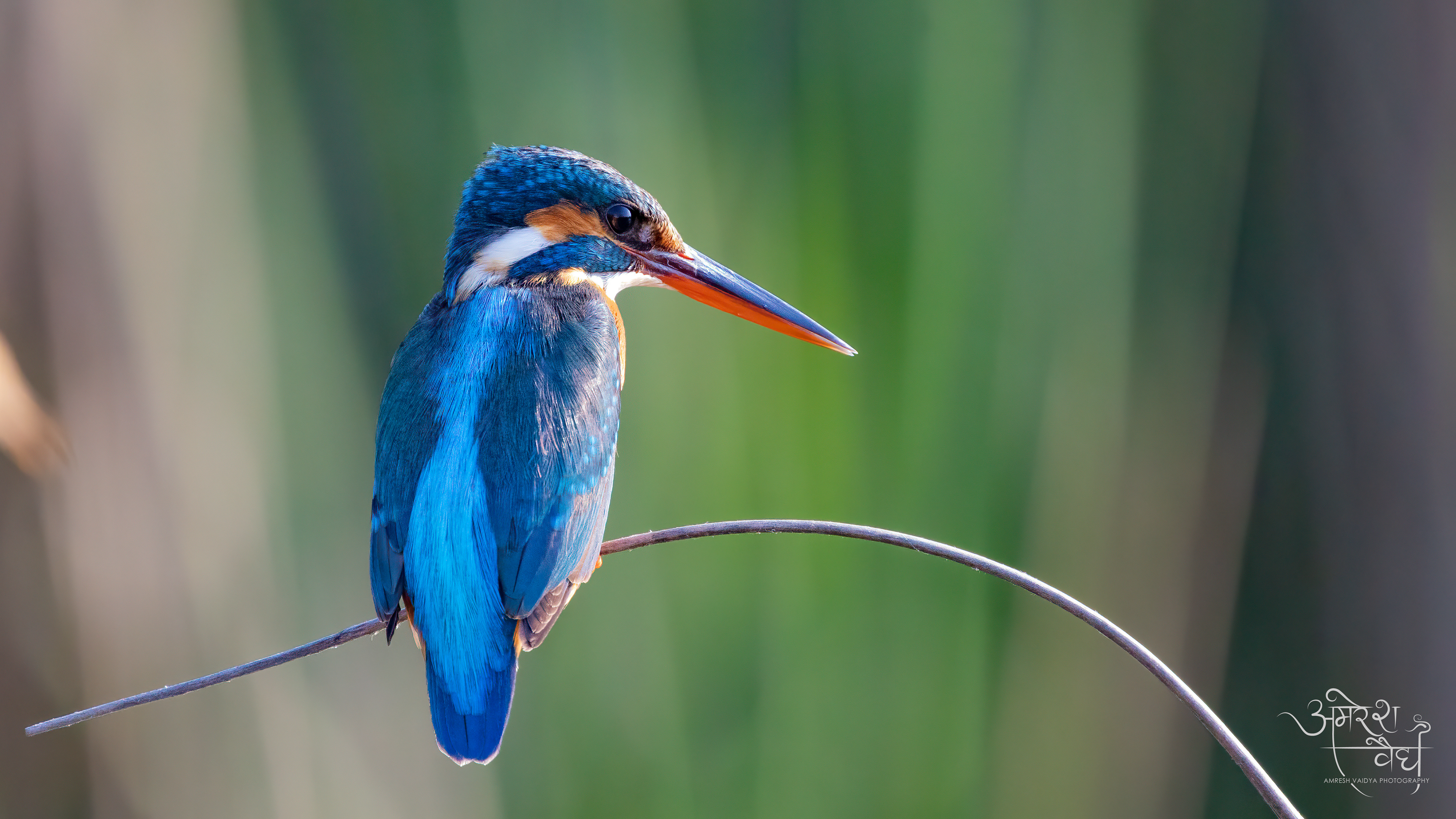 Common Kingfisher