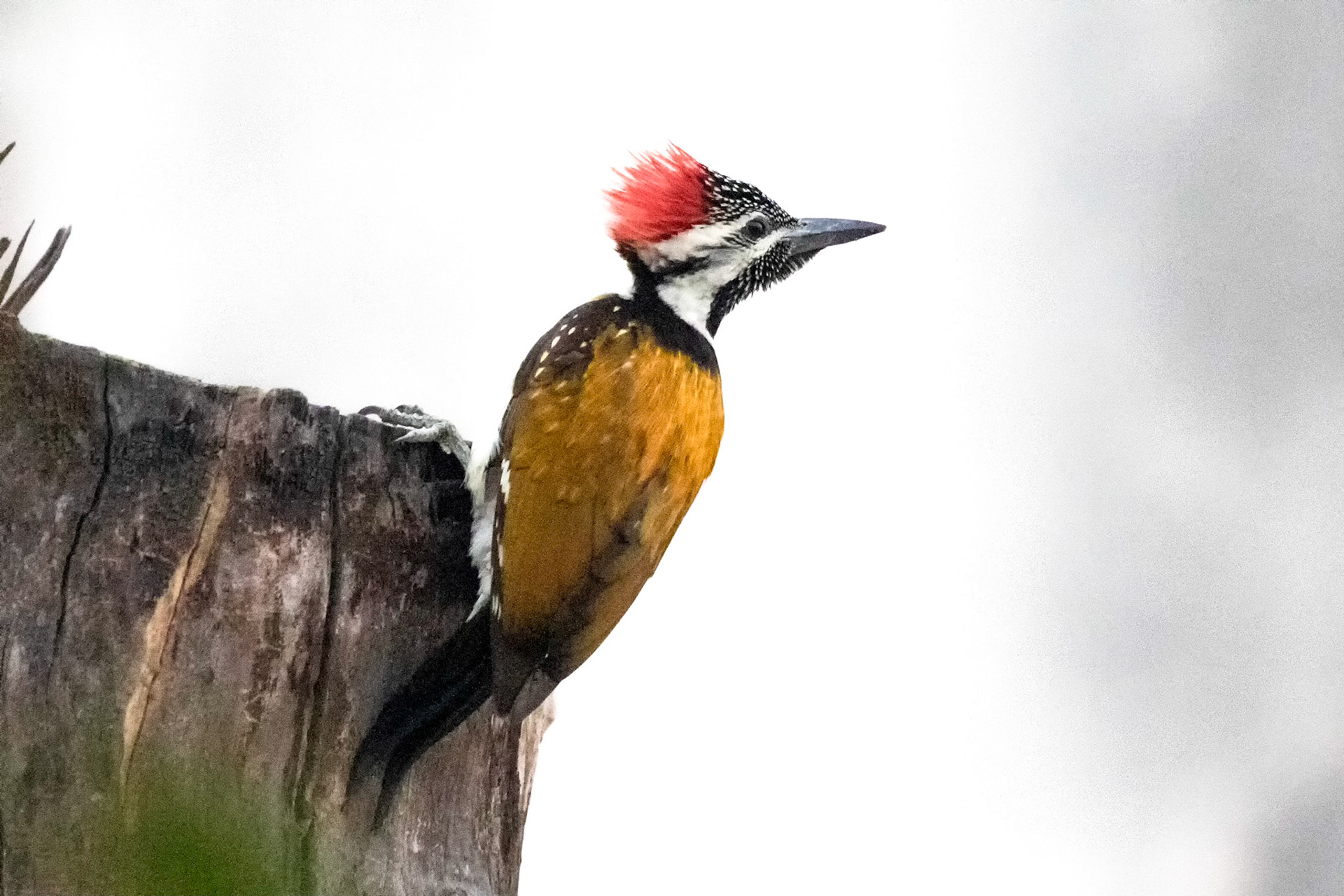 © Amresh Vaidya Photography