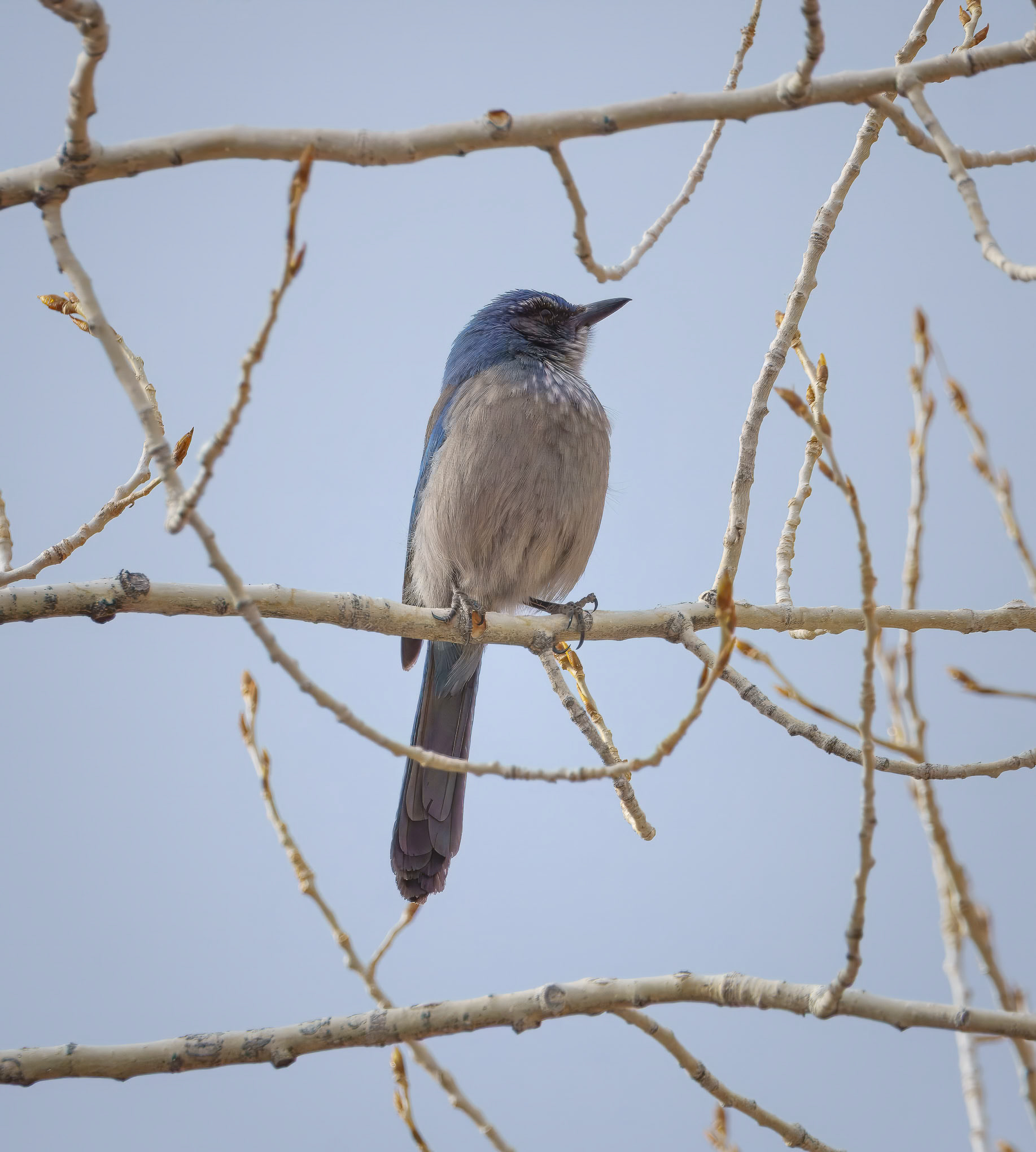 A Wish Your Heart Makes