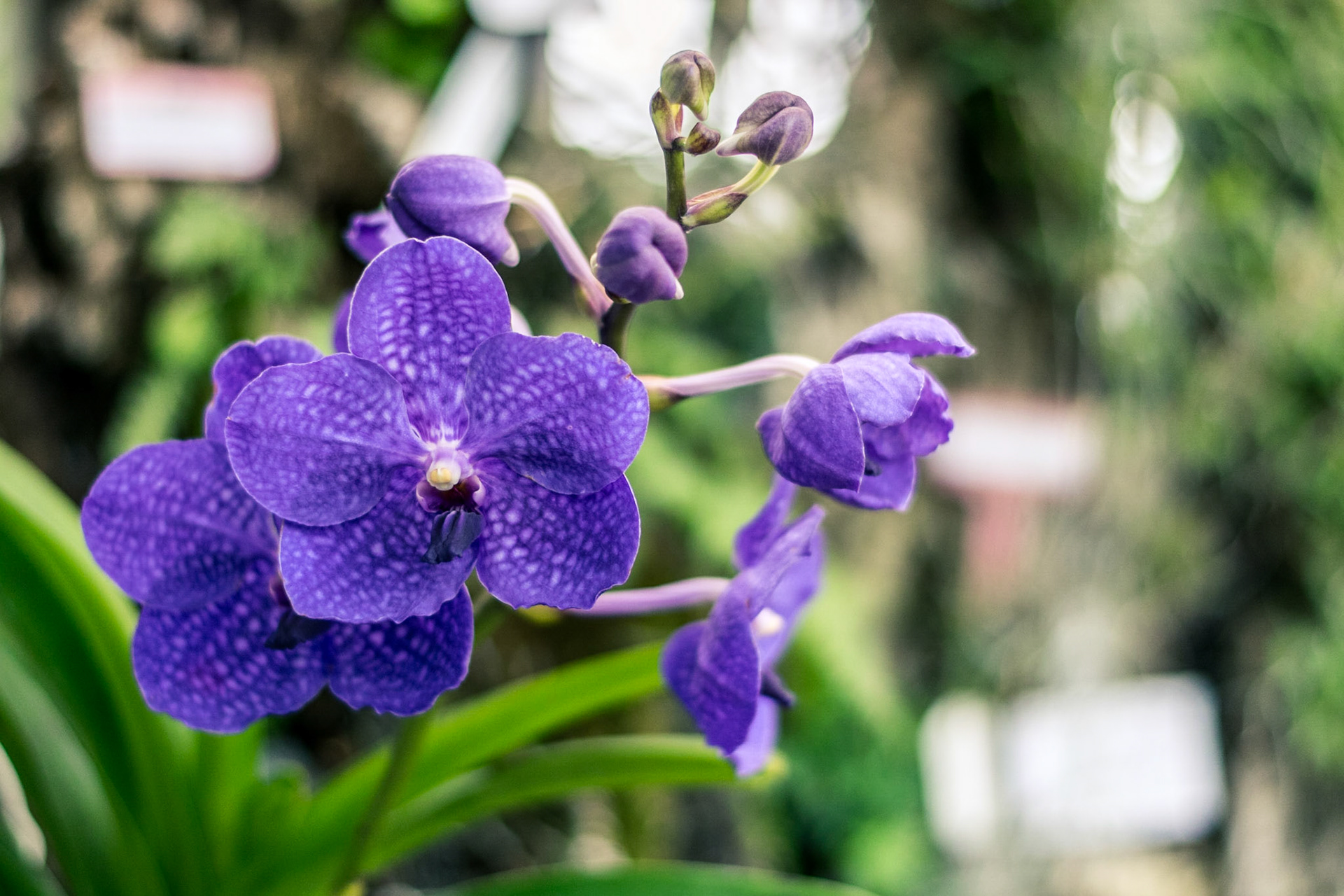 #333 Orchid, UNC Charlotte Botanical Garden