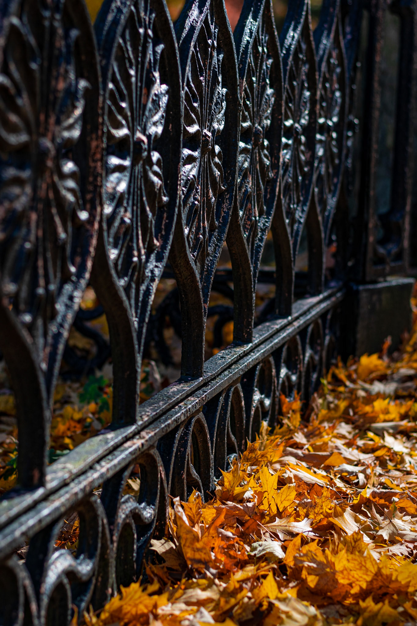 #455 lovely iron work and fallen leaves, Mt. Auburn Cemetery, Watertown, MA