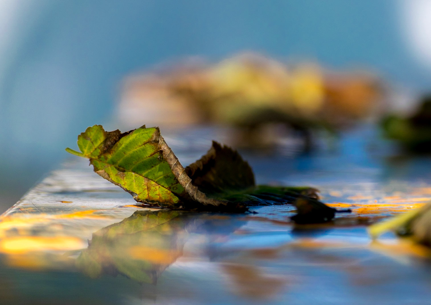 #122 Beauty can be found in unexpected places.  A leaf fallen on an outdoor bar.
