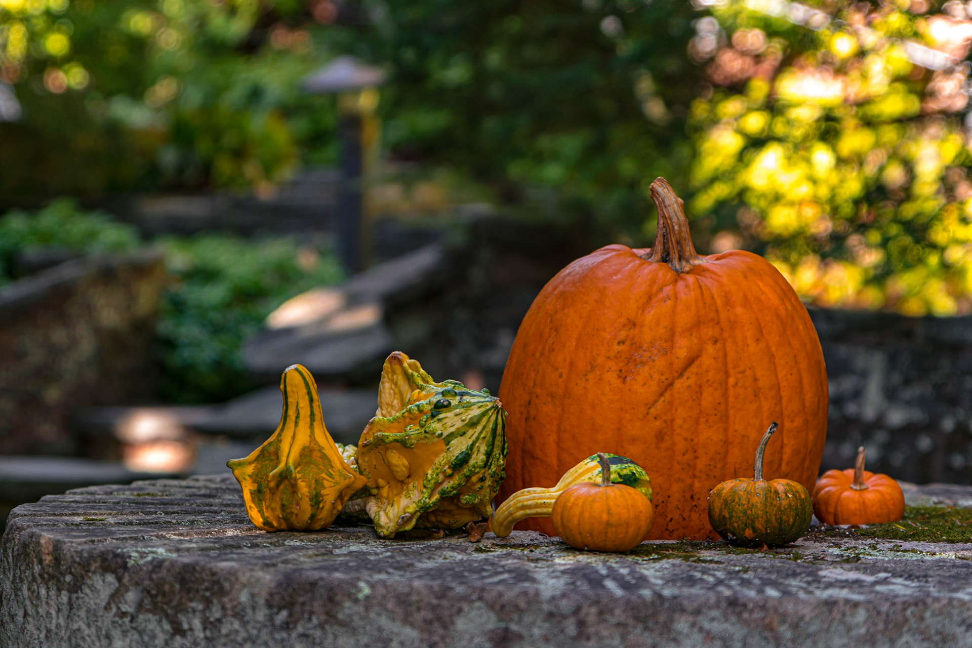 It's pumpkin season!...