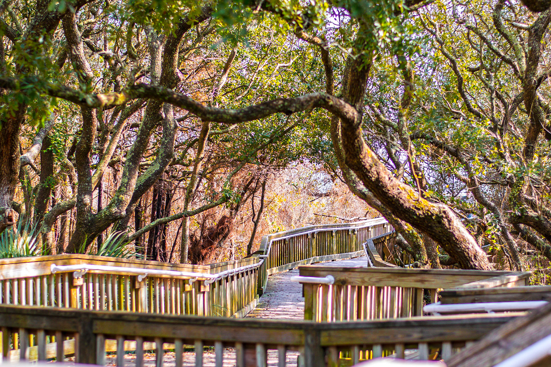 #372The path to the beach.Hilton Head, SC