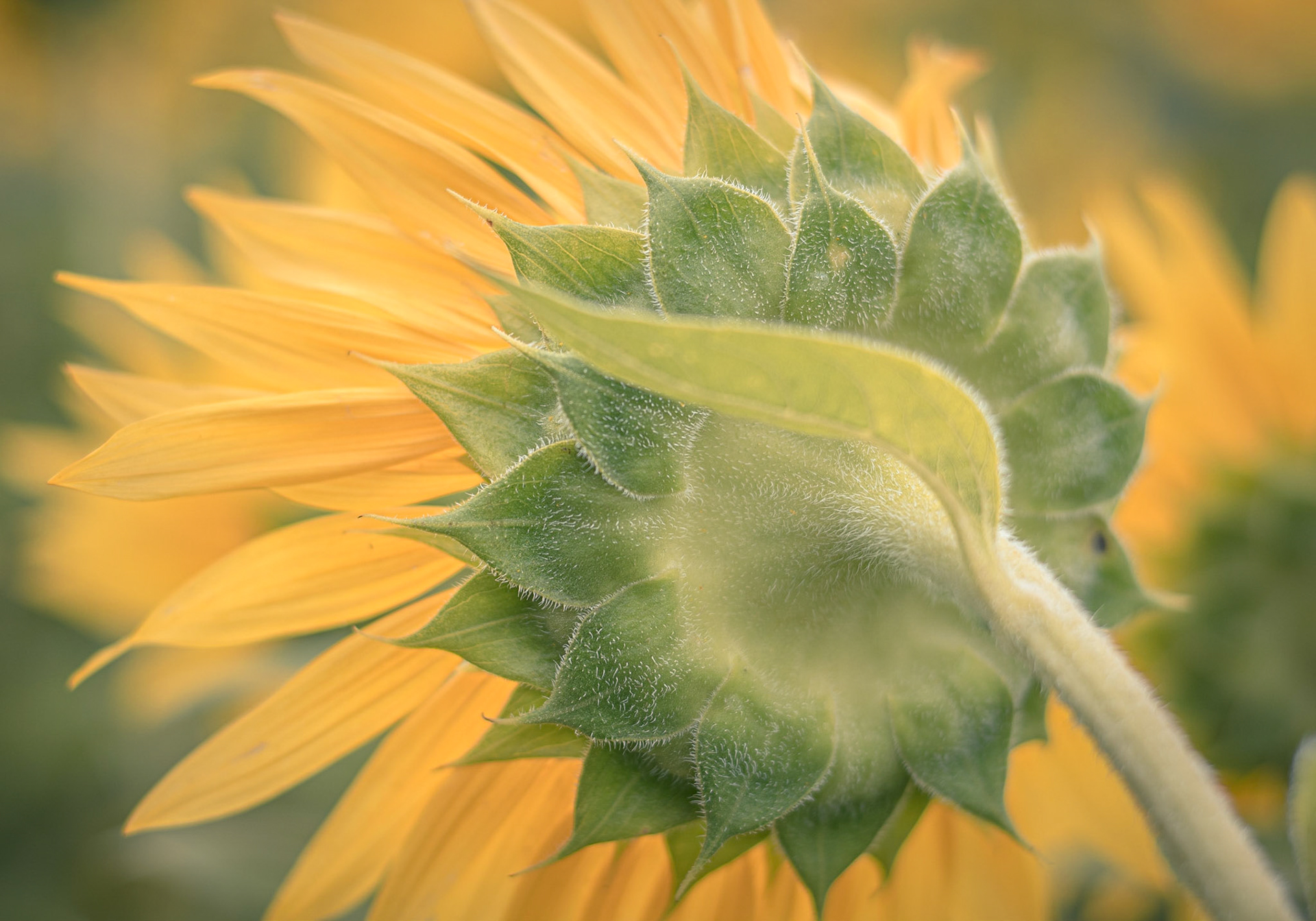 Sunflower in the sun
