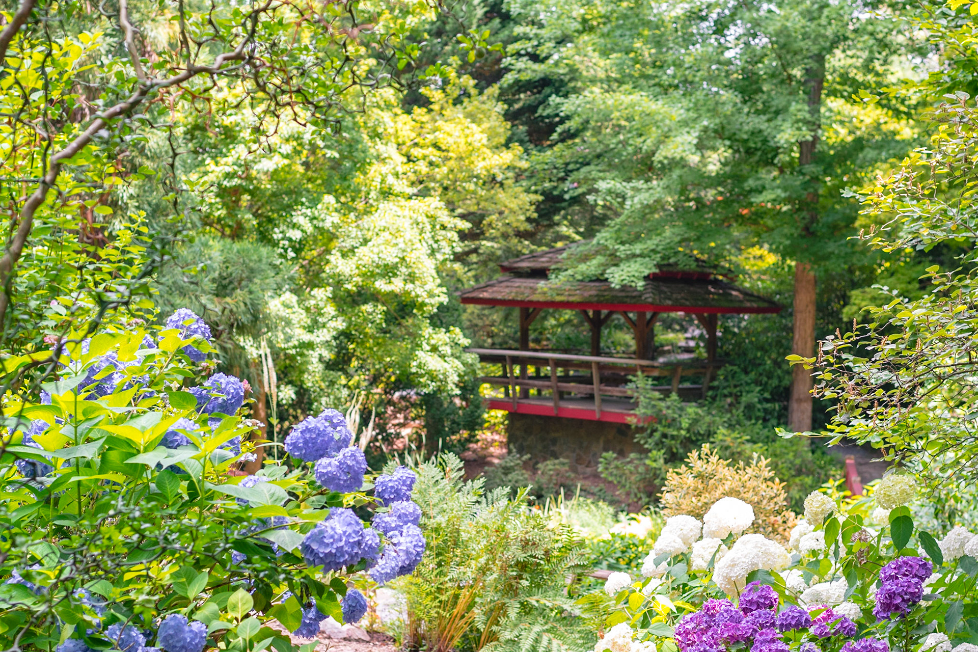 #330 Through the hydrangeas I spy a viewing platform while visiting the Susie Harwood Garden UNC Charlotte