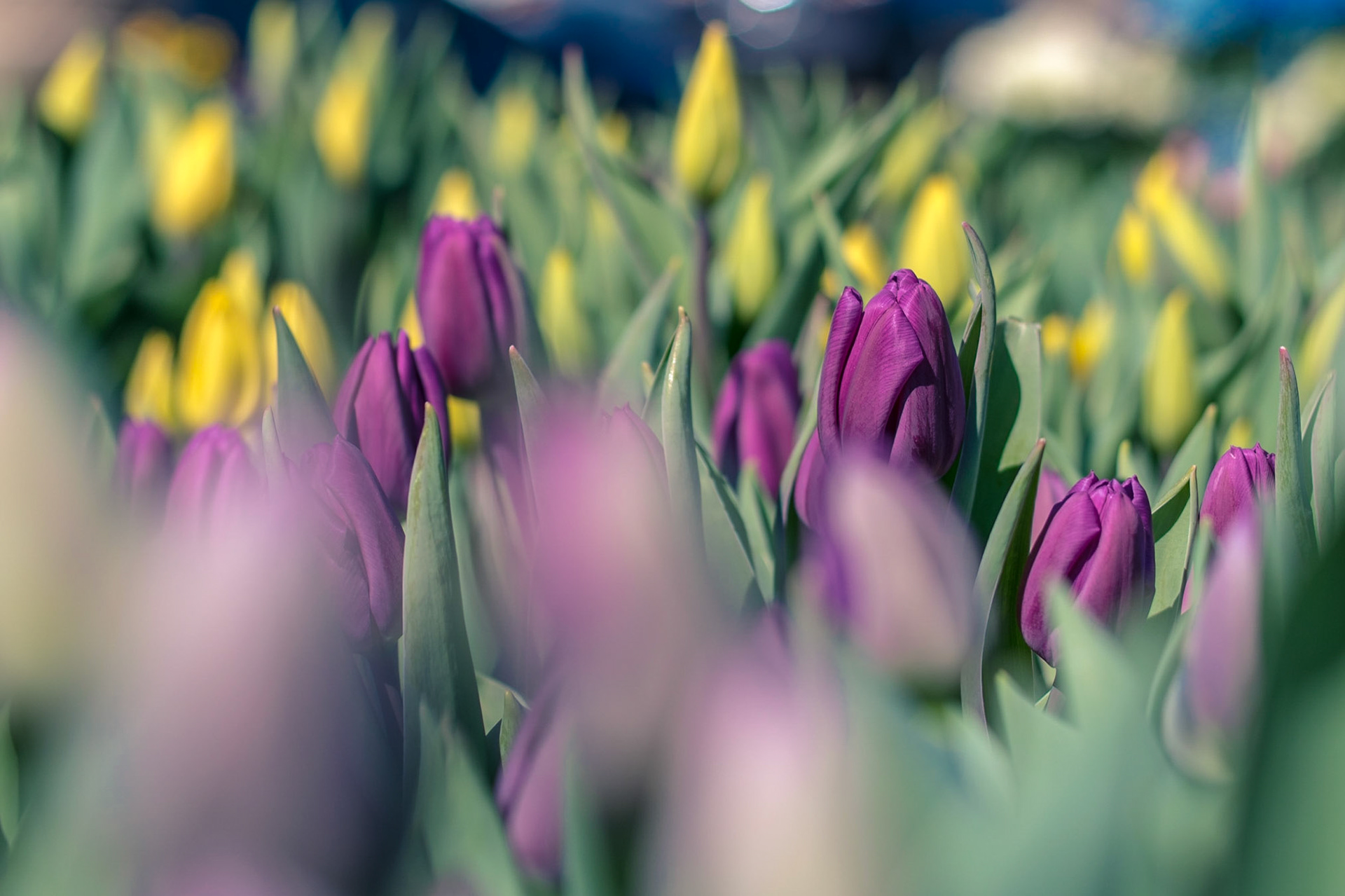 #416 Spring is on it's way.