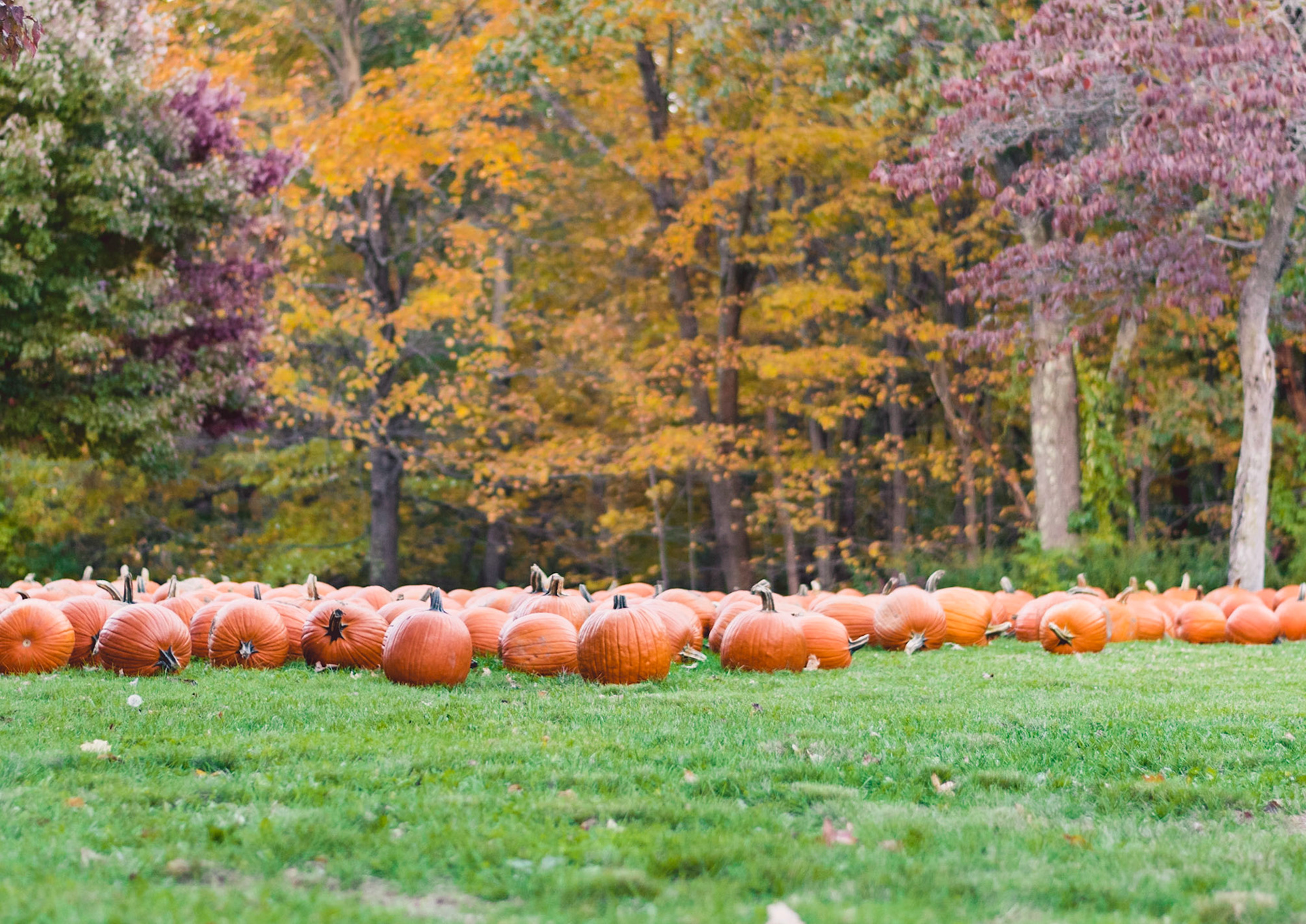 #527 Pumpkins in Fall