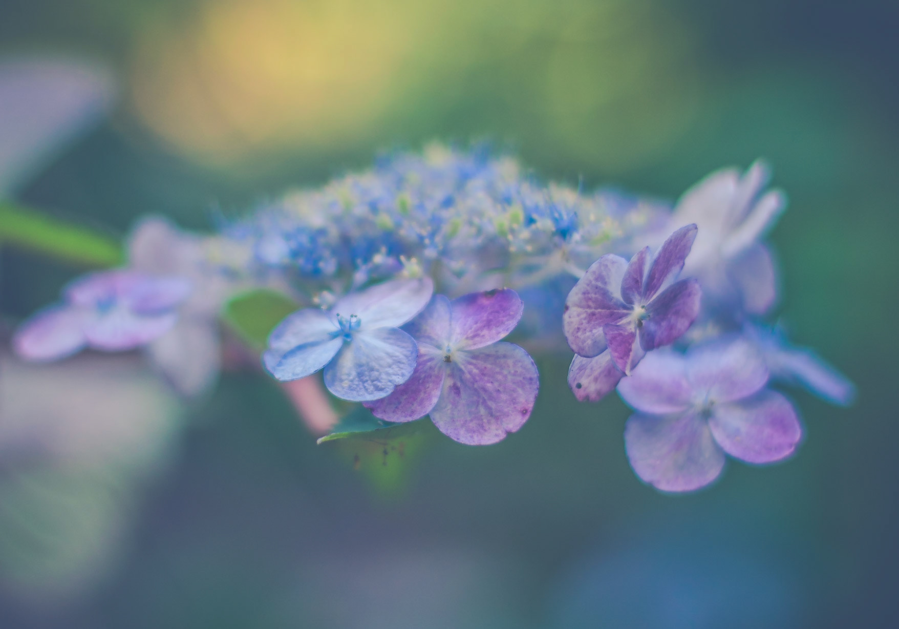 #161 Hydrangea, UNC Charlotte, NC