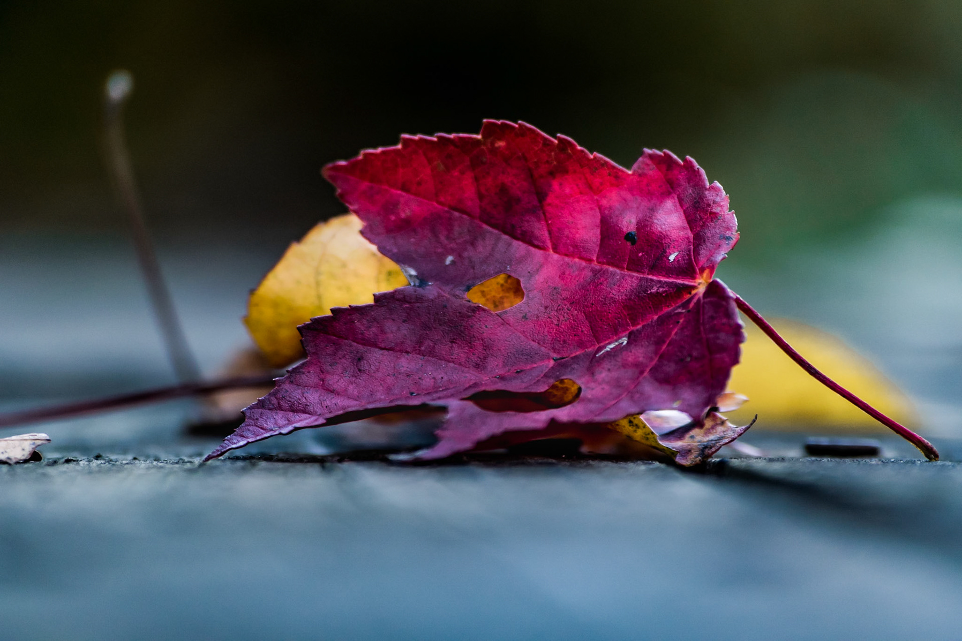 #131 autumn leave
