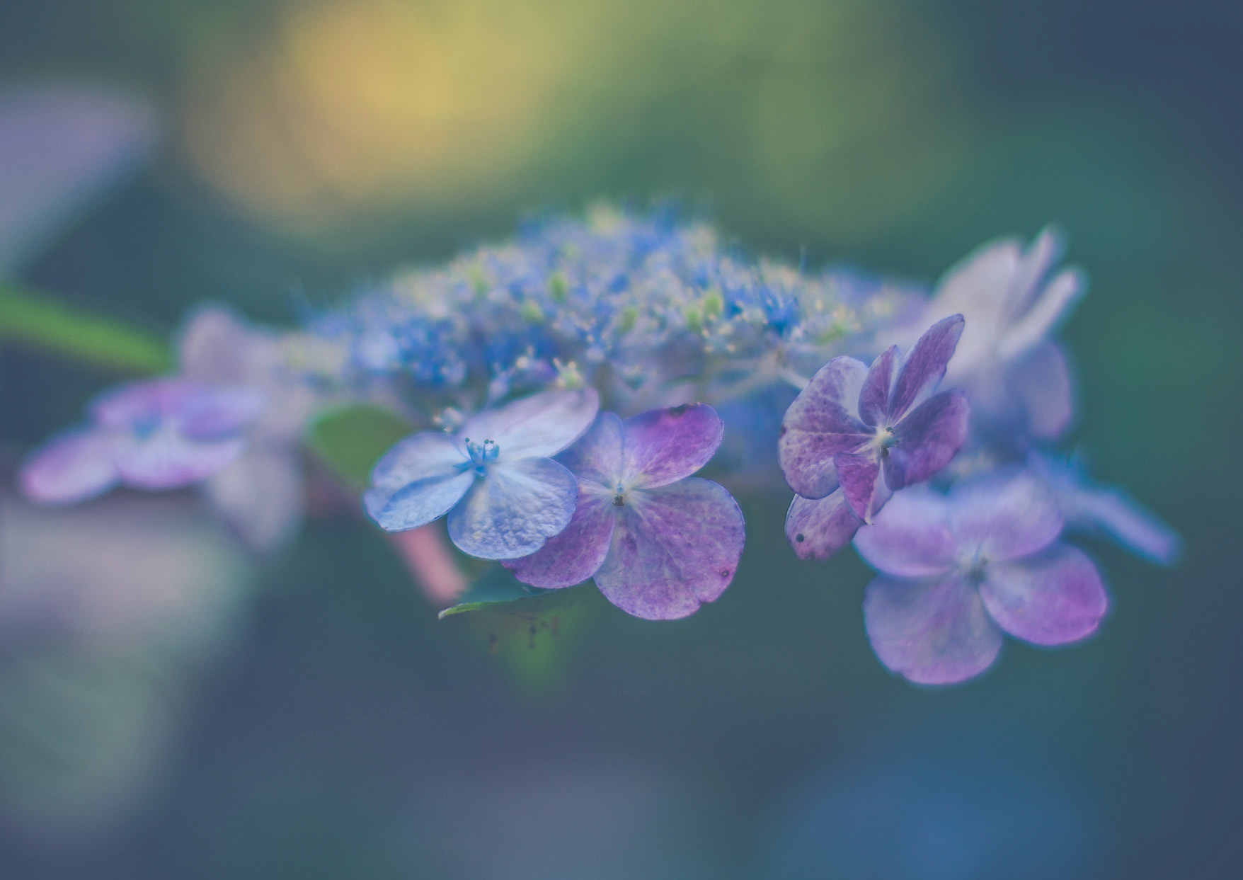 #161 Hydrangea, UNC Charlotte, NC