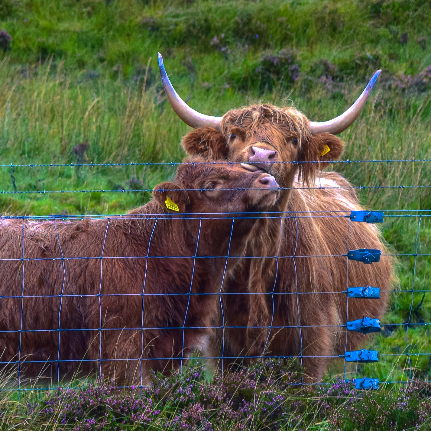 #248 Highland Coos