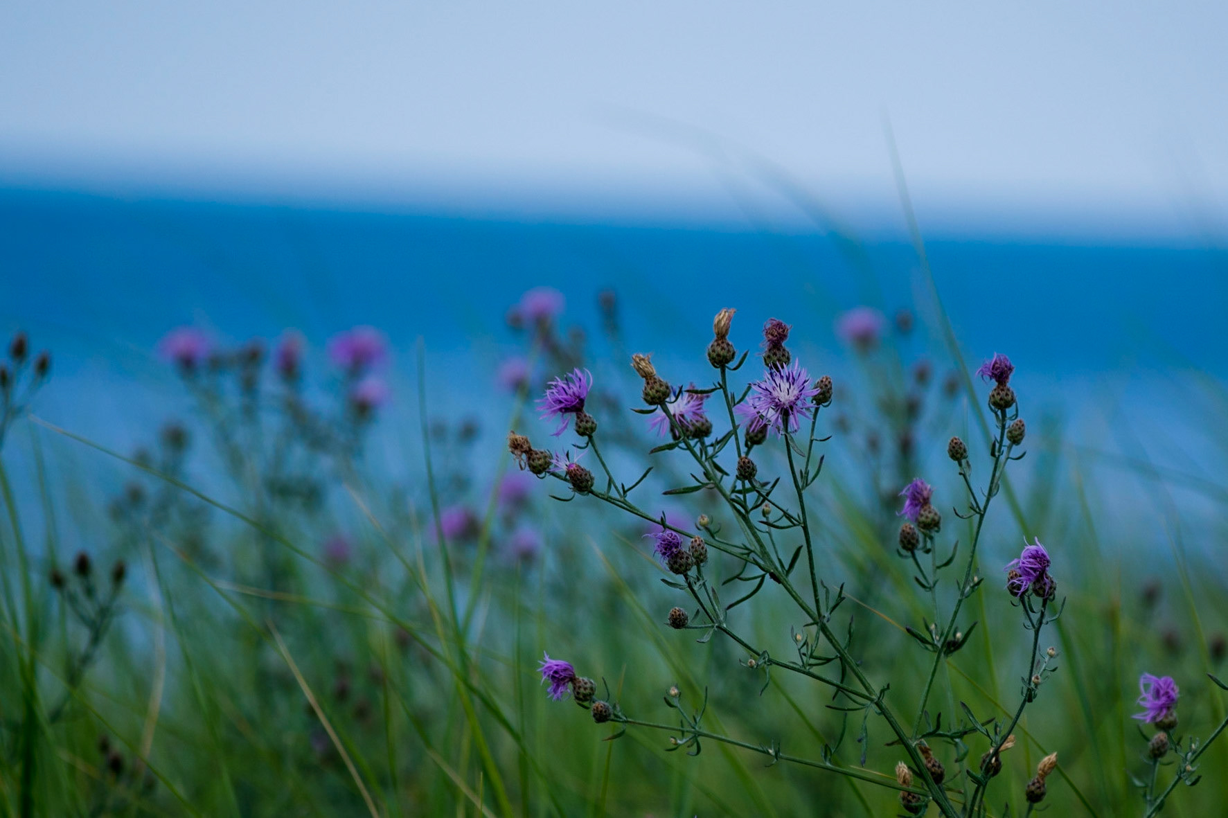 #321Wildflowers at the beachSandwich, MA