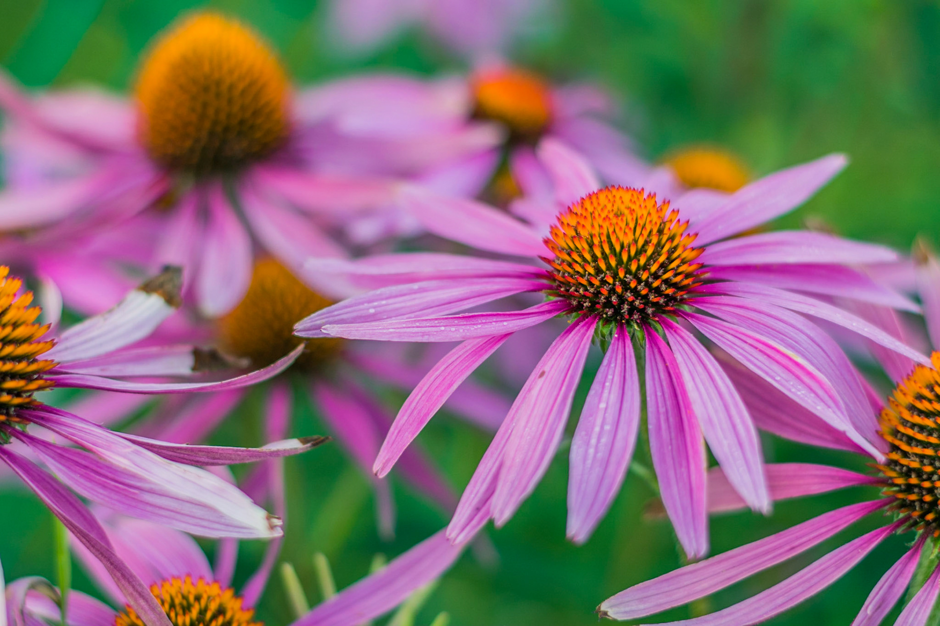 #172 Cone Flower, Sandwich, MA