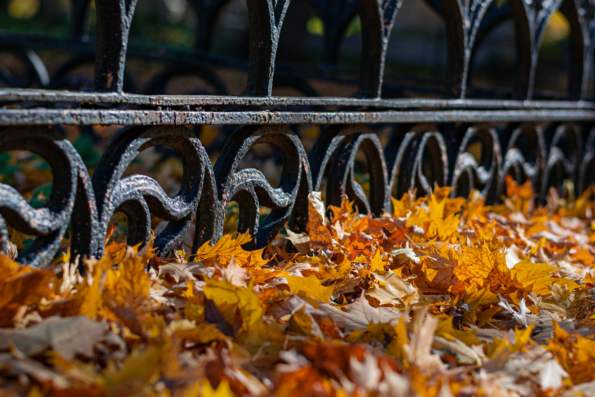 #454 lovely iron work and fallen leaves, Mt. Auburn Cemetery, Watertown, MA