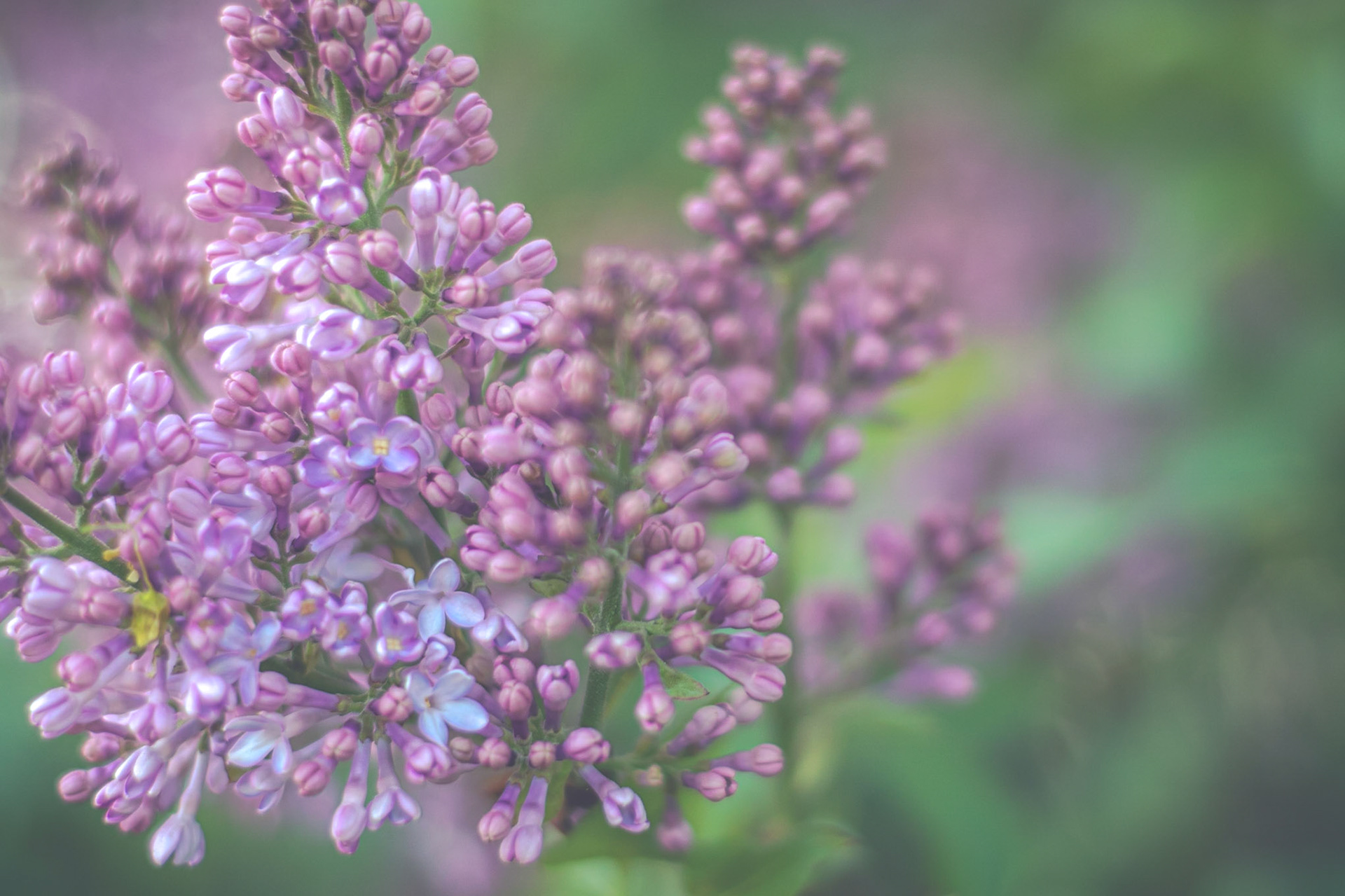 #516 Lilacs at Wright Locke Farm, Winchester, MA
