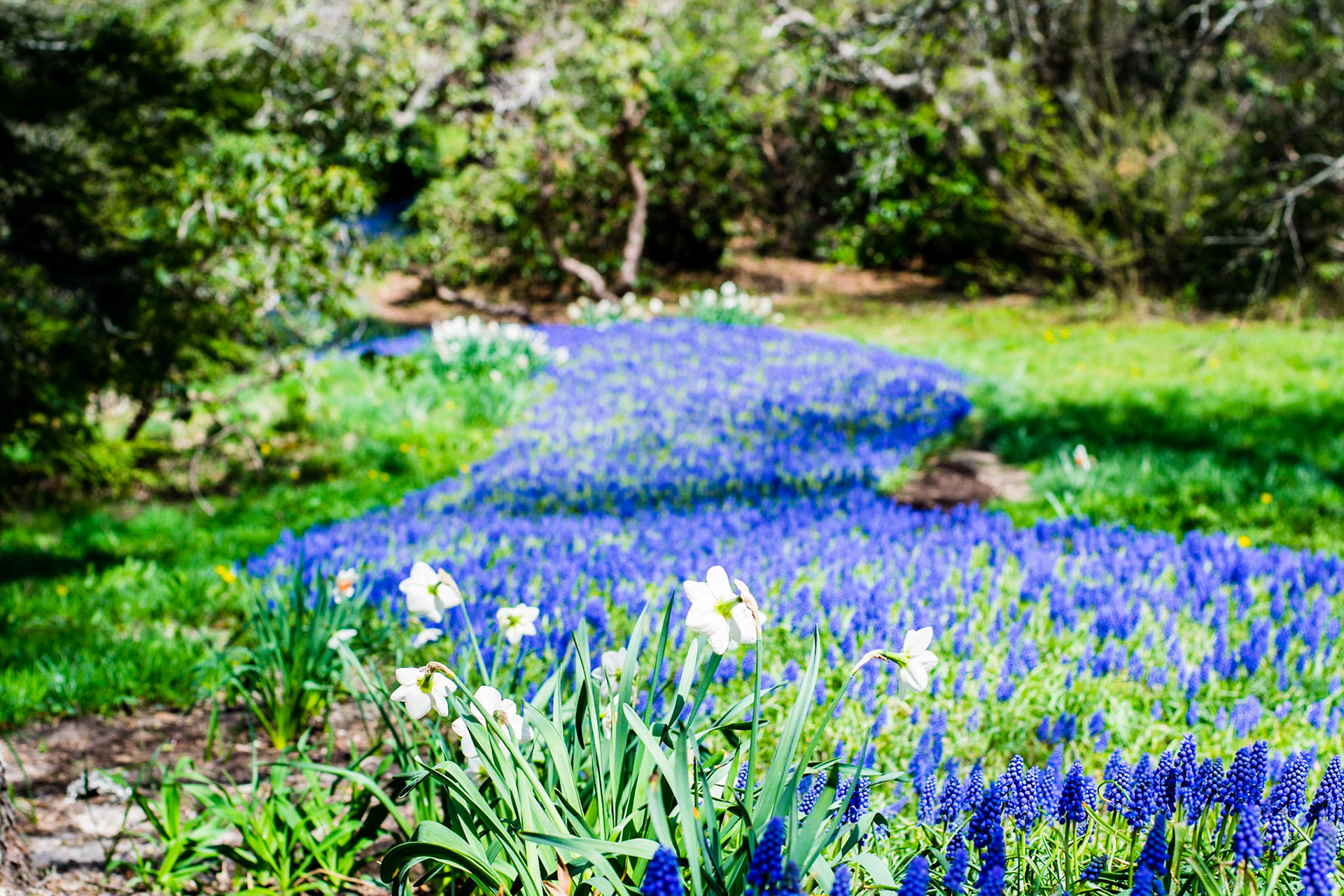 #154 A sea of grape hyacinth in Sandwich, MA