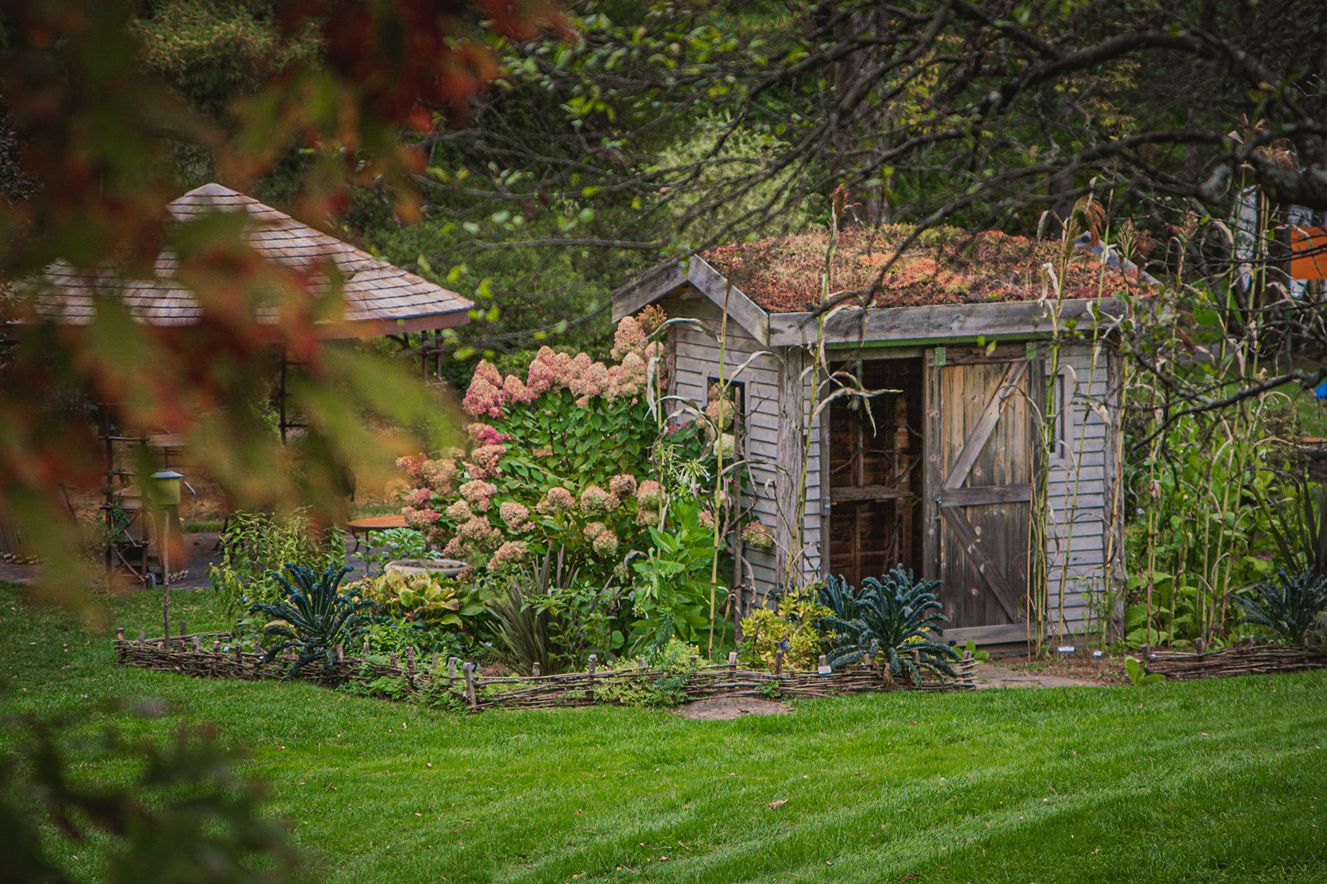 The Martha Stewart shed at the Berkshire Botanical Garden.  I love thevhydrangeas and the living roof.