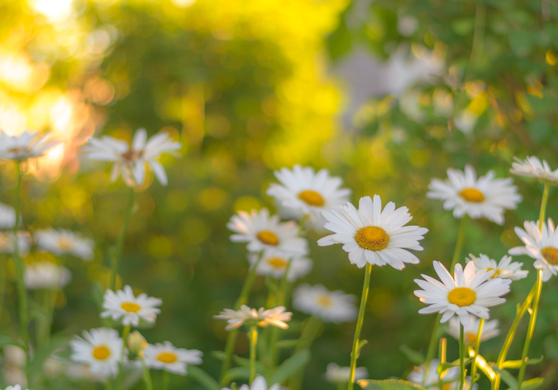 #173 Daisies at sunrise, Sandwich, MA