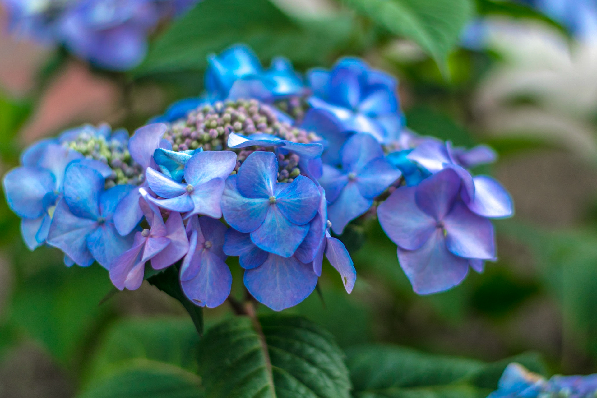 #169 Hydrangea