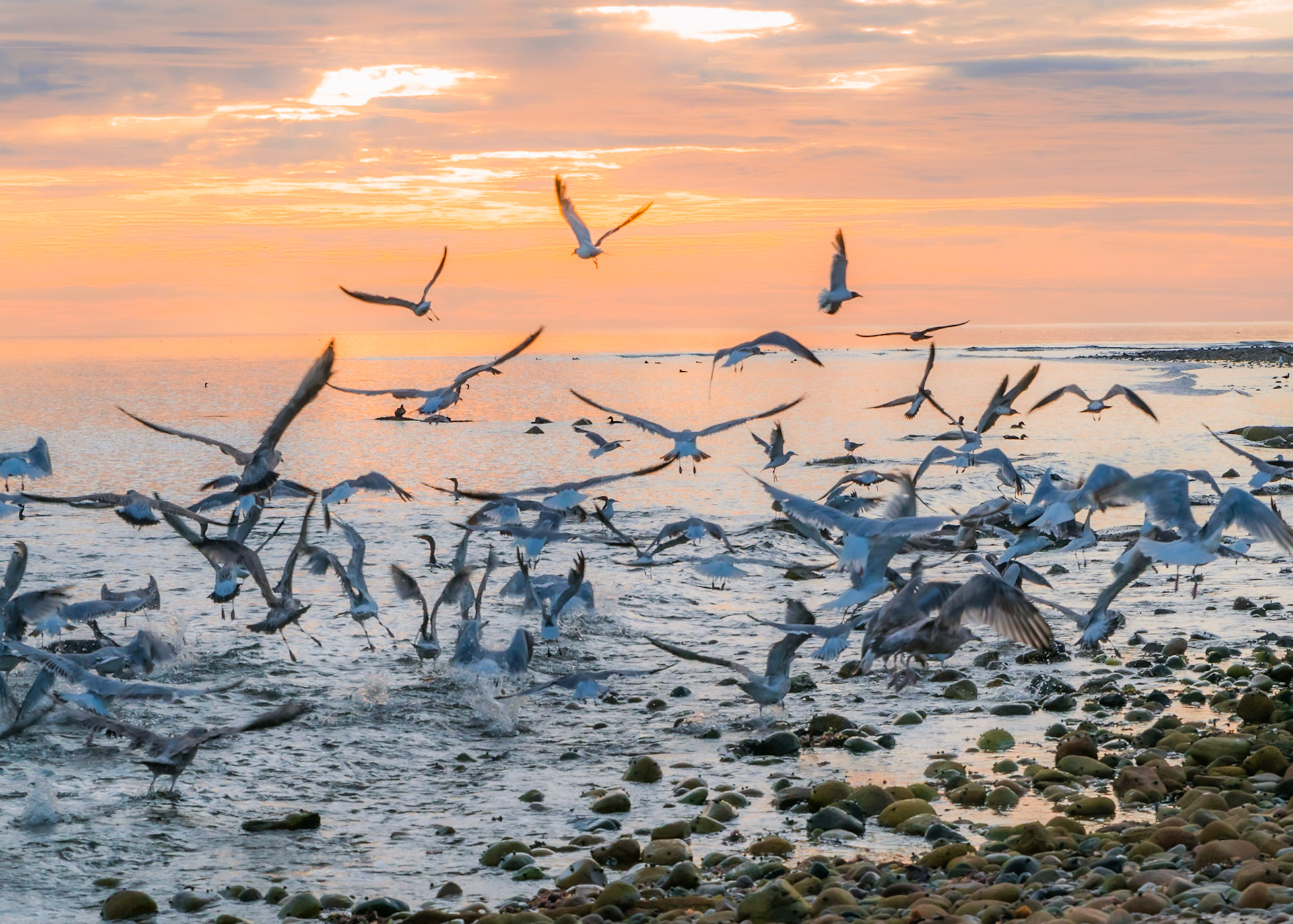 The other morning I got up early for the sunrise and went to the boardwalk.  On the way back to the cottage I stopped at the beach.  There were dozens of seagulls on the shoreline - so much noise - so I walked toward them and they flew into the sky.