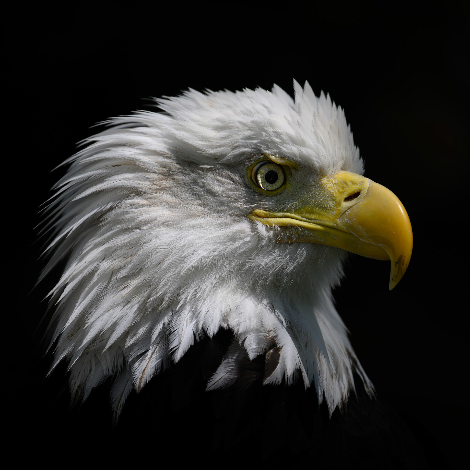 BALD EAGLE, HALLAM LAKE