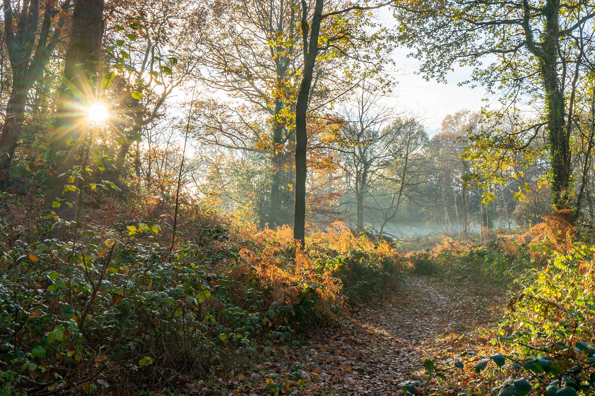 Winter Morning at St John's Woods, Hedge End, Hampshire, UK (HA049)