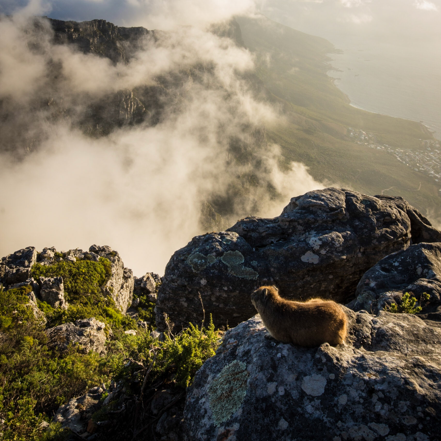 A Dassie on top Table Mountain, Cape Town, South Africa (SA013)
