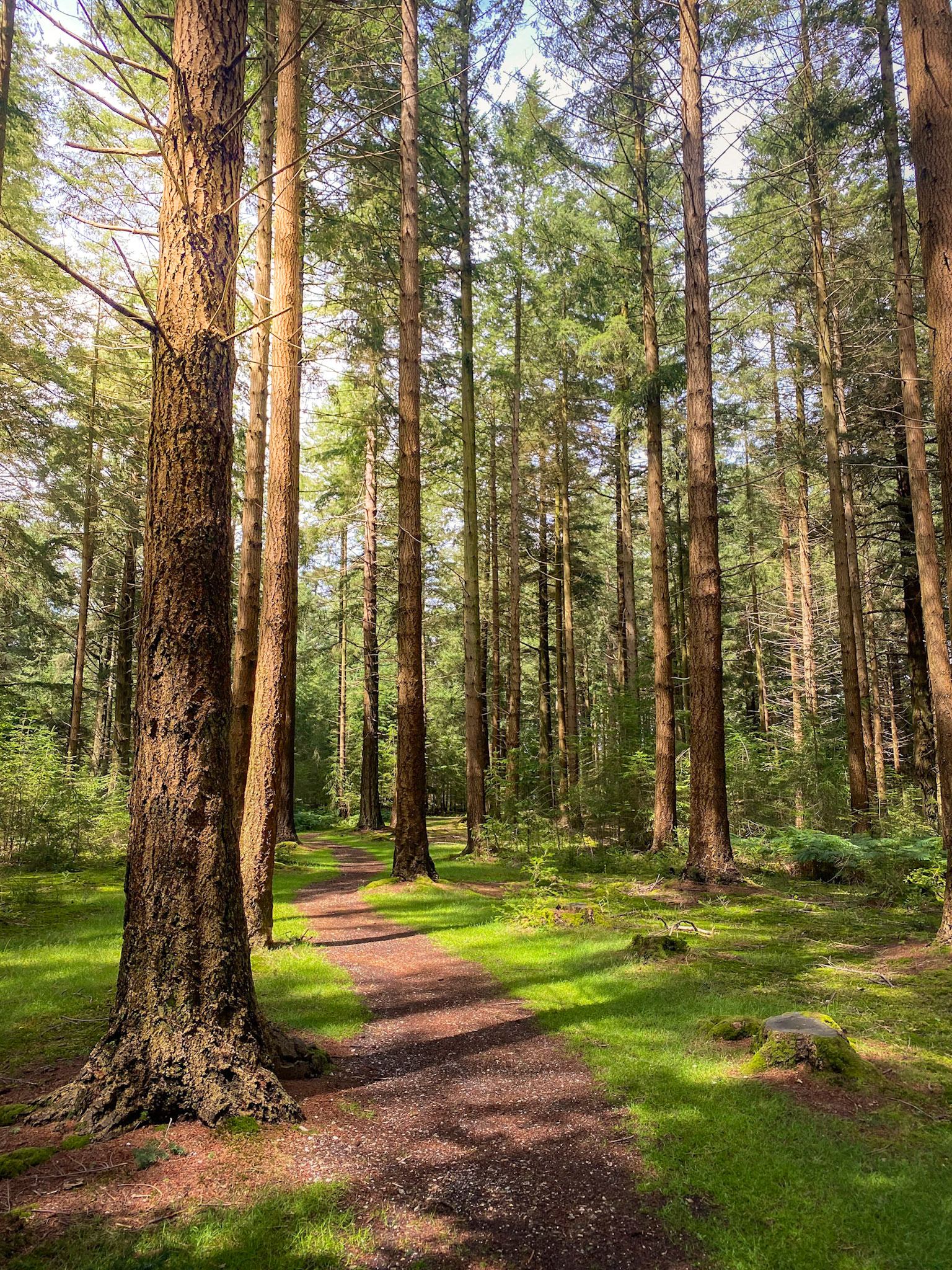 Path Through the Trees at Bolderwood Arboretum, New Forest, Hampshire, UK (HA070)