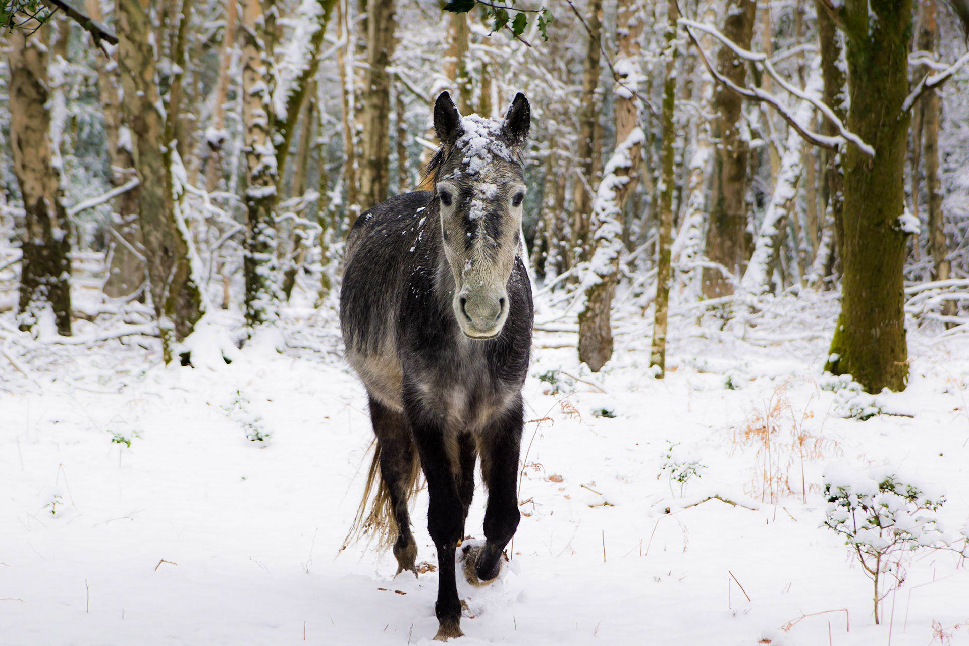 A Pony in the Snow in the New Forest, Hampshire, UK (HA041)