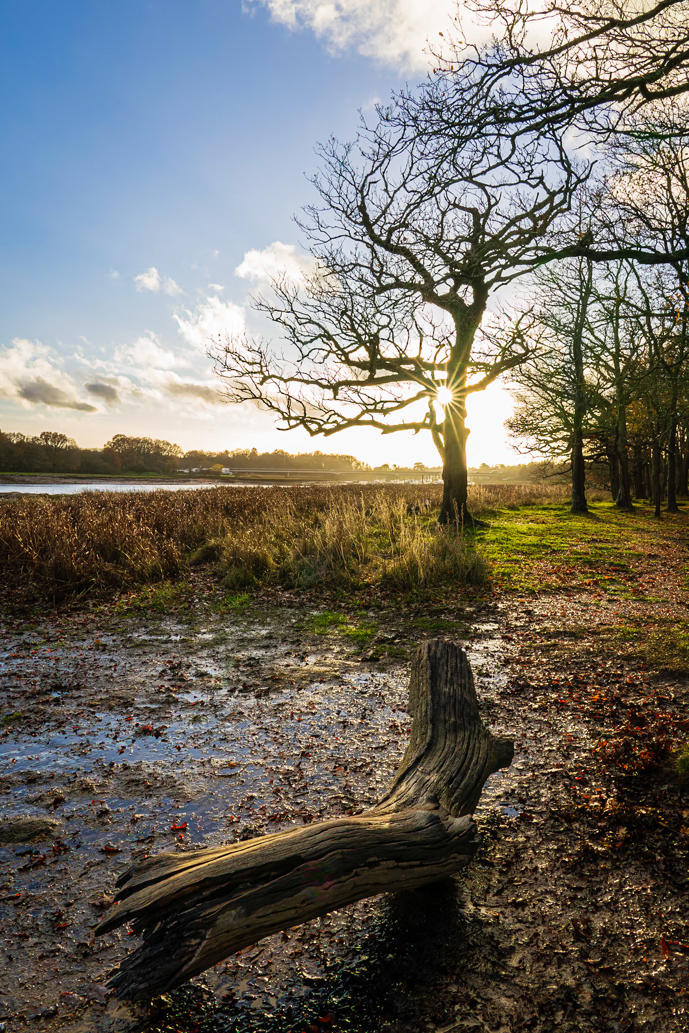 Winter Afternoon Sun at Manor Farm Country Park, Hampshire, UK (HA075)