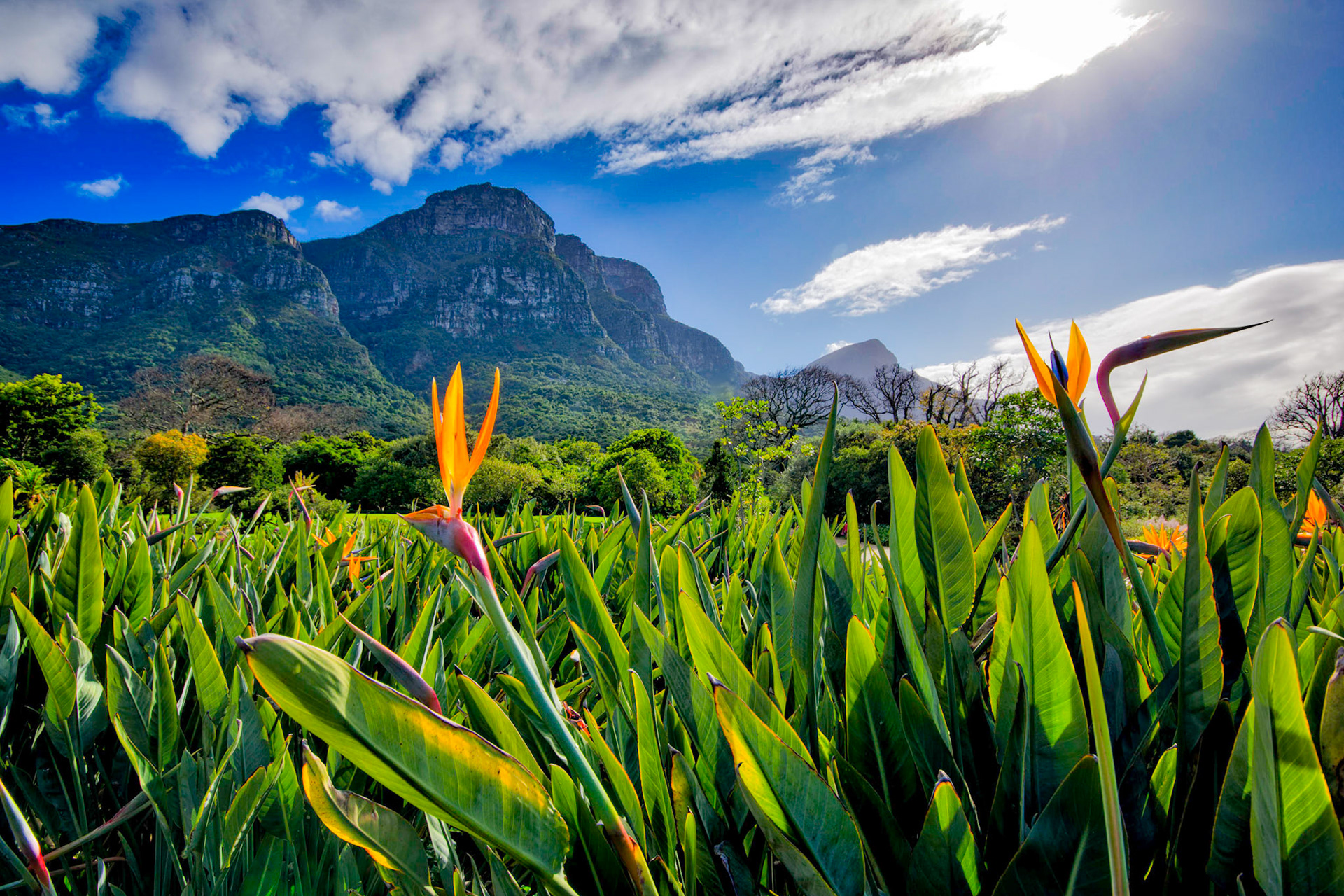 Kirstenbosch Gardens, Cape Town, South Africa (SA032)