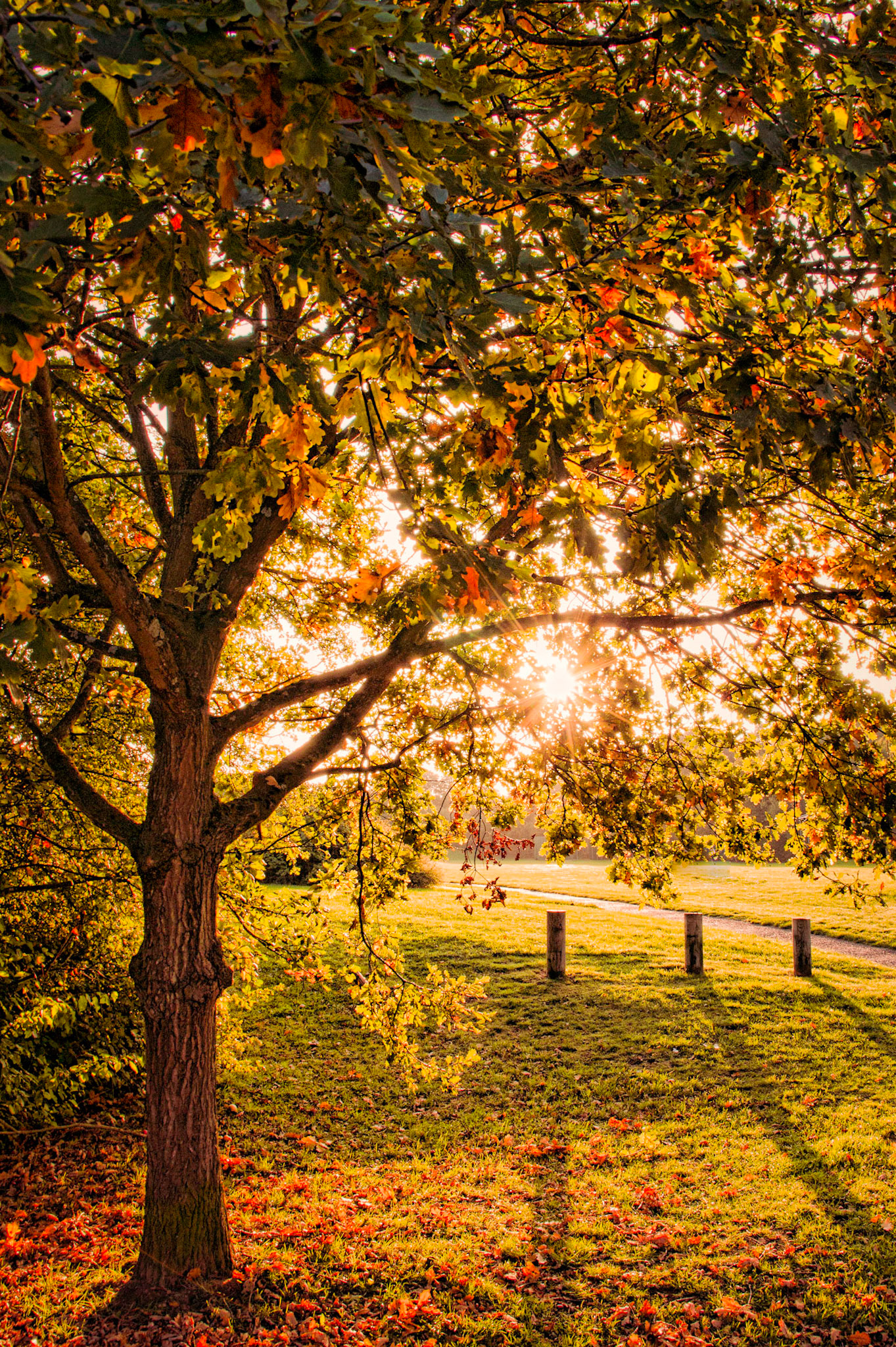 Autumn Sunlight in Hedge End, Hampshire, UK (HA004)