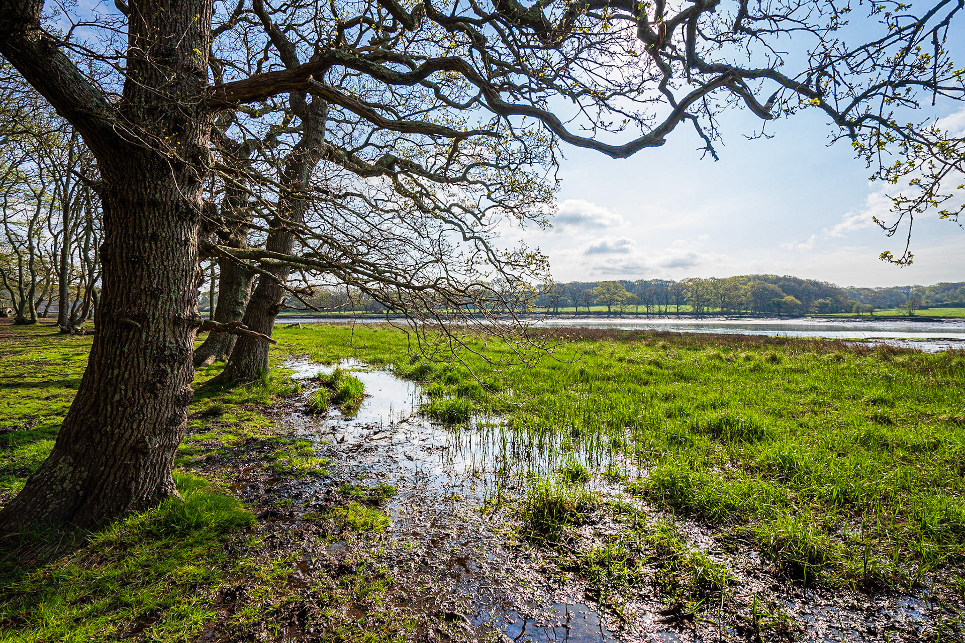 Spring Morning at Manor Farm Country Park, Hampshire, UK (HA067)