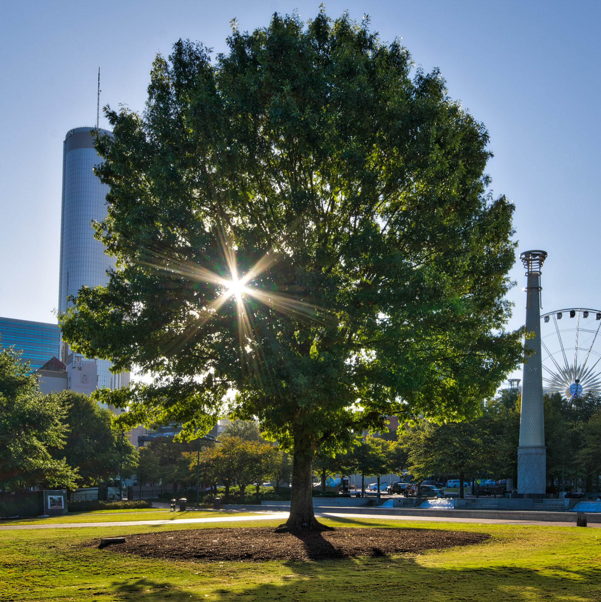 A Tree in a Park in Atlanta, Georgia, USA (RW028)