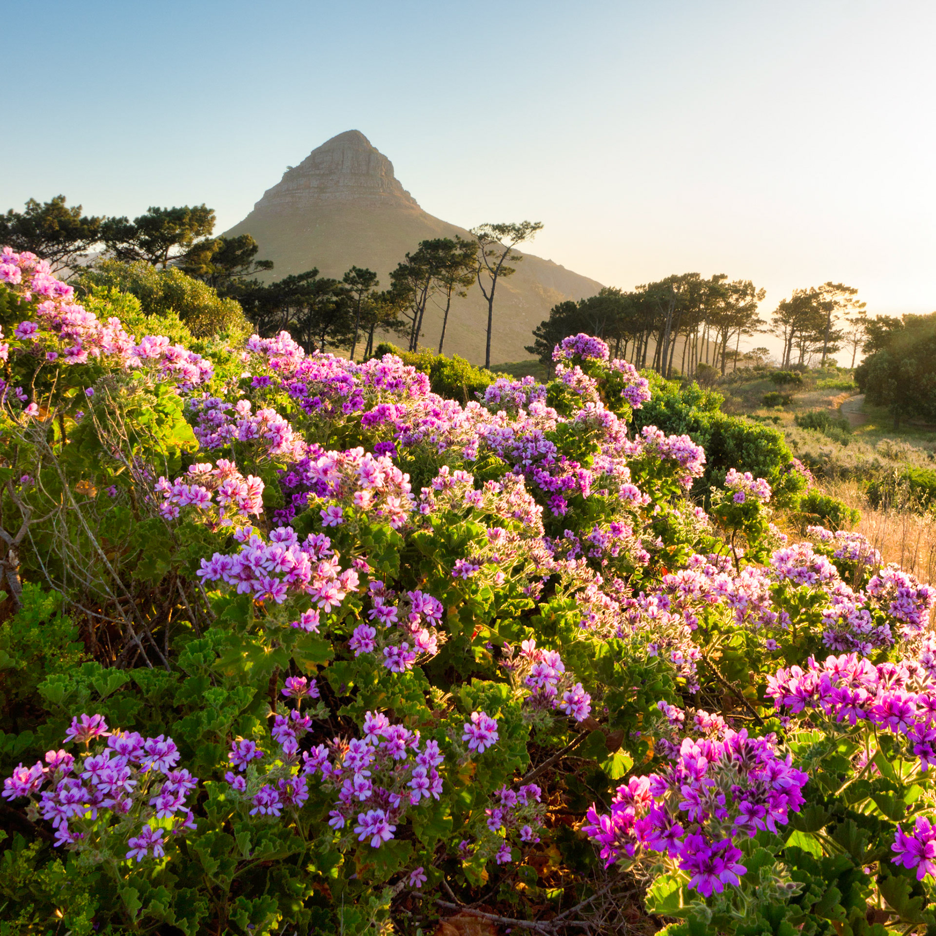Lions Head from Signal Hill, Cape Town, South Africa (SA076)
