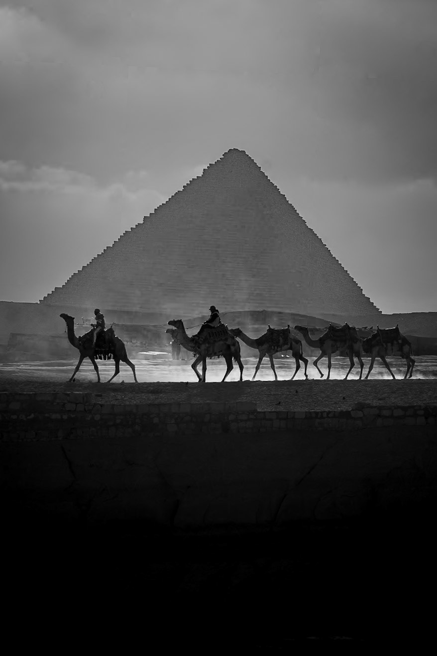 A Camel Train Passing the Great Pyramids of Giza in Cairo, Egypt (RW097)