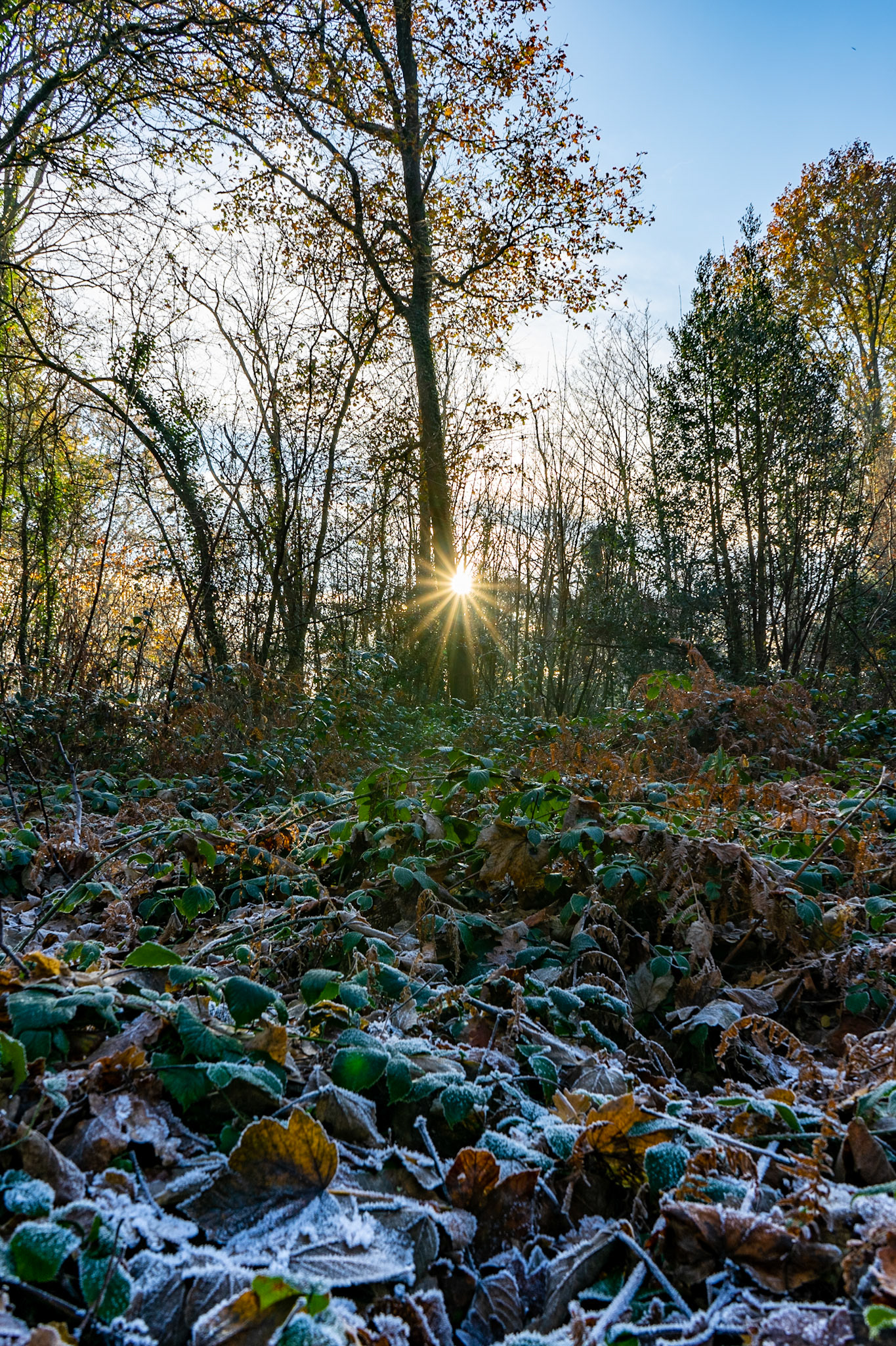 Winter Sunrise at St John's Woods, Hedge End, Hampshire, UK (HA051)